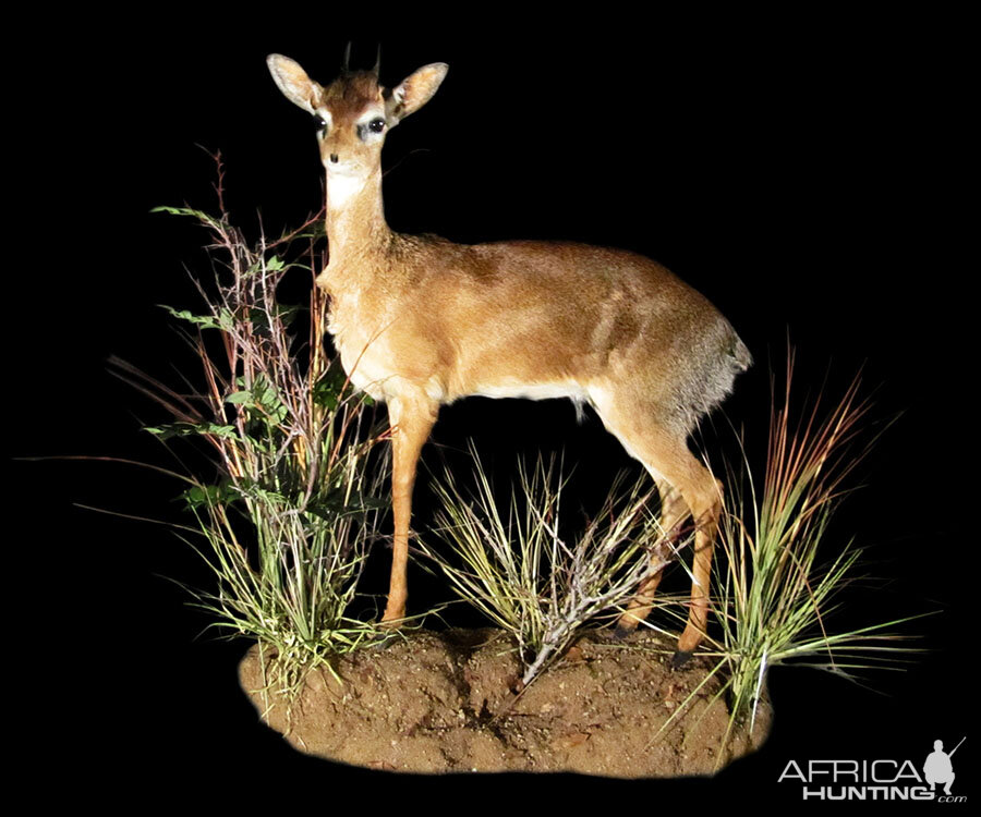 Damara Dik-dik Full Mount Taxidermy