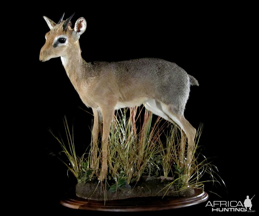 Damara Dik-dik Full Mount Taxidermy