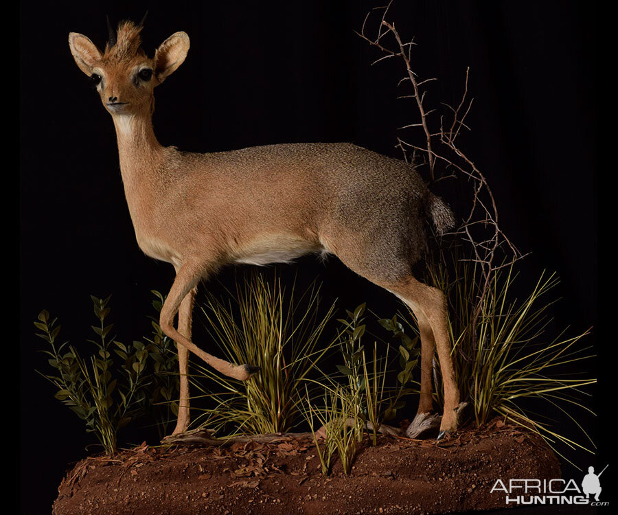 Damara Dik-dik Full Mount Taxidermy