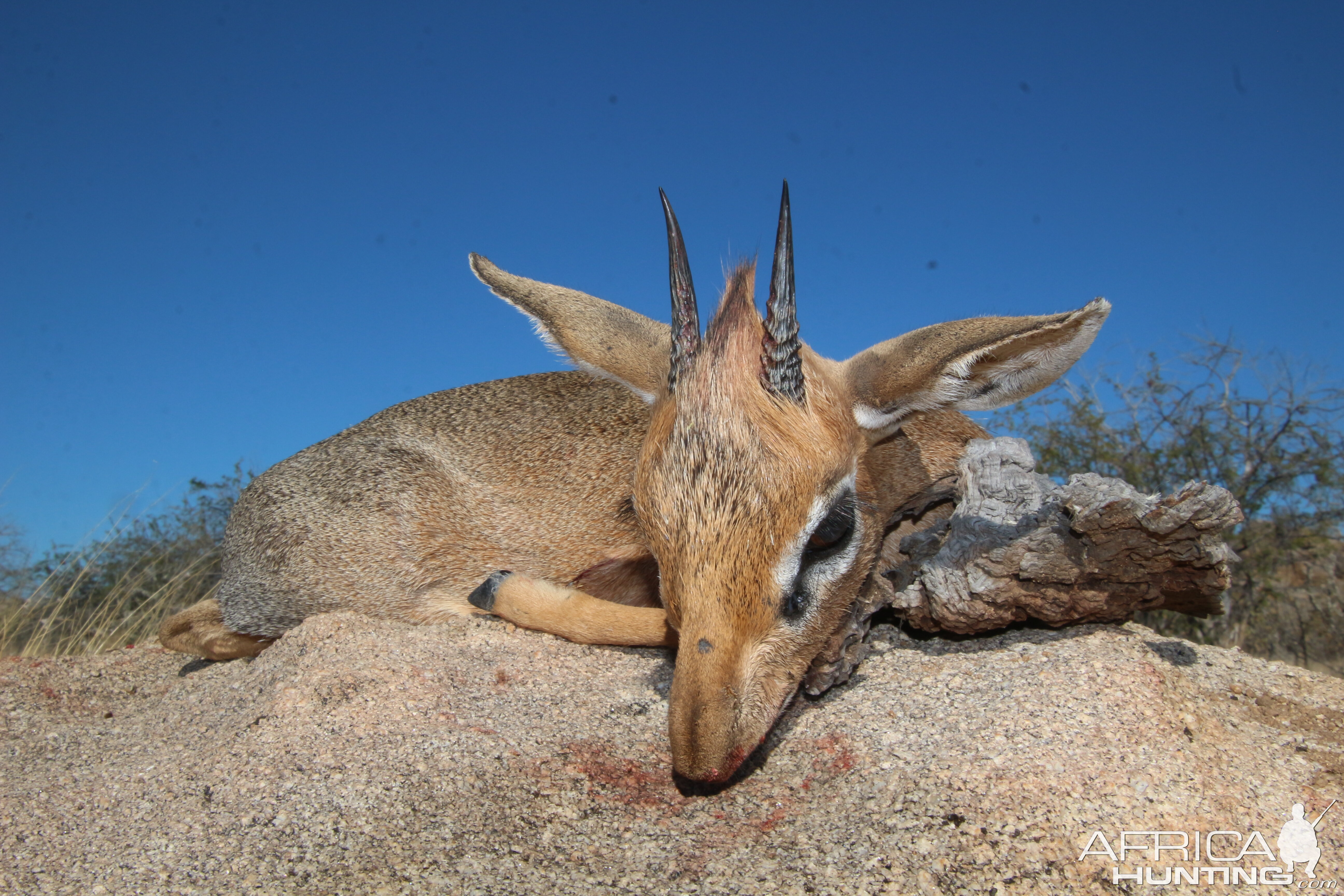 Damara Dik Dik Hunted Namibia