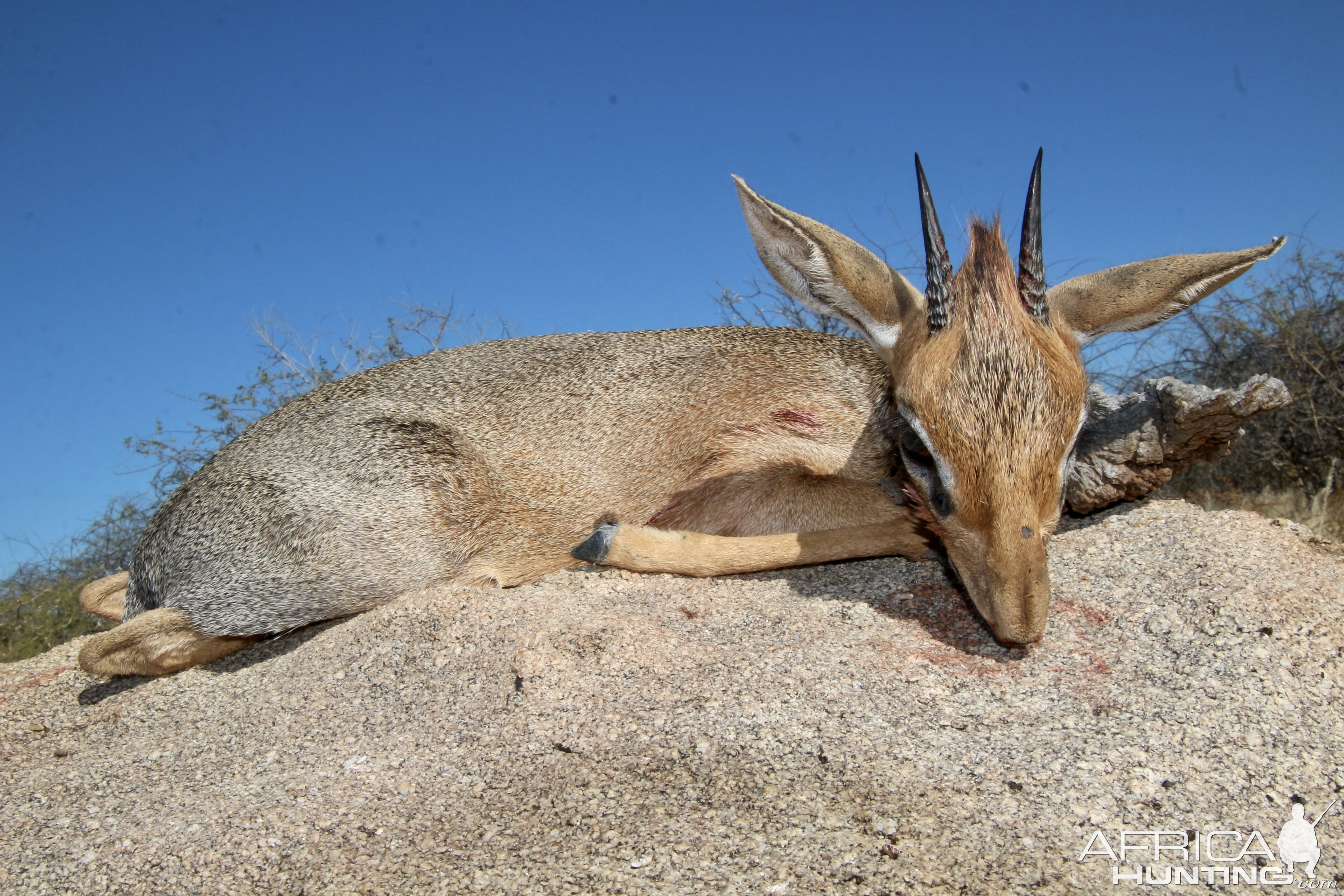 Damara Dik Dik Hunted Namibia