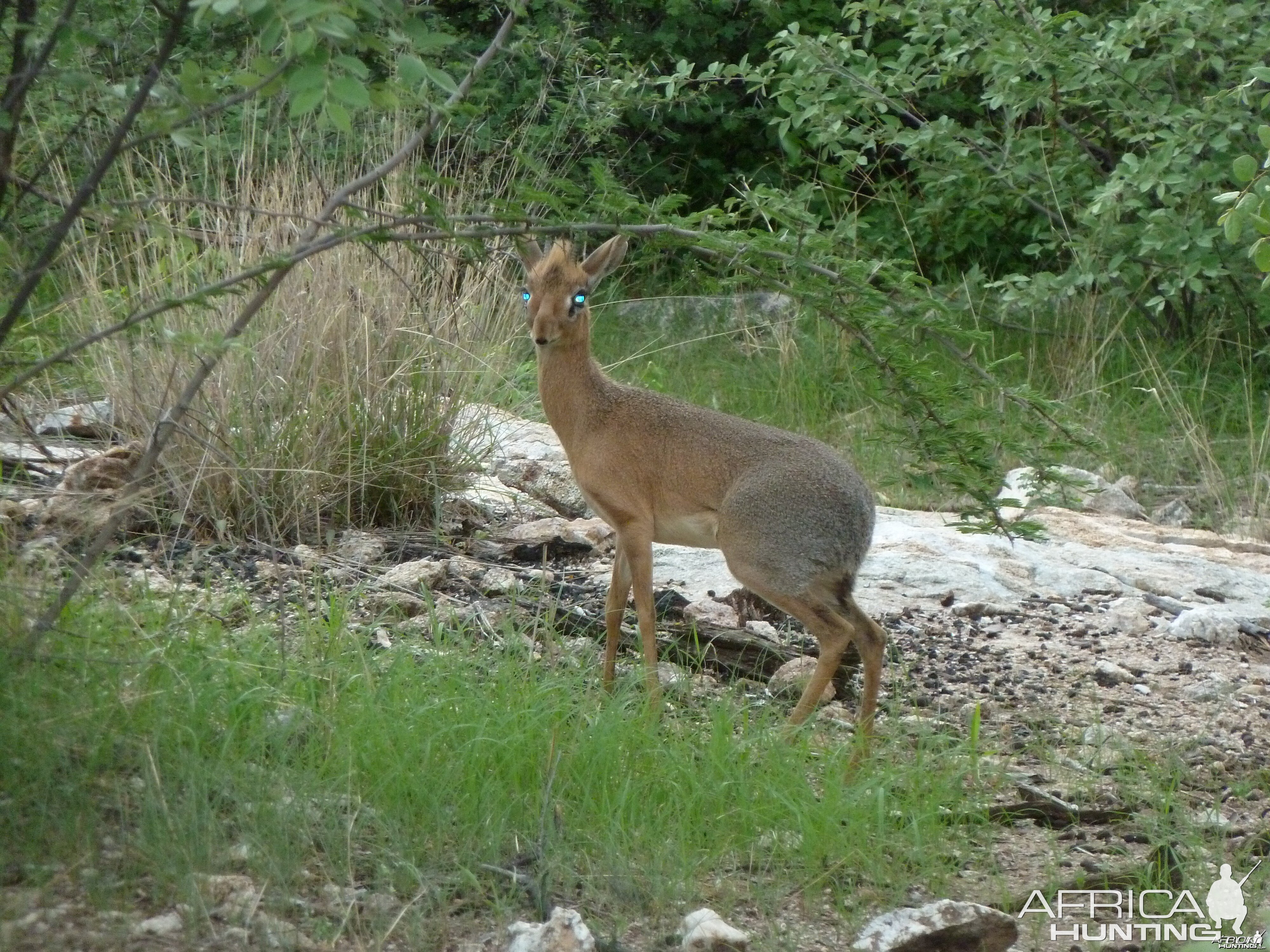 Damara Dik-Dik in Namibia