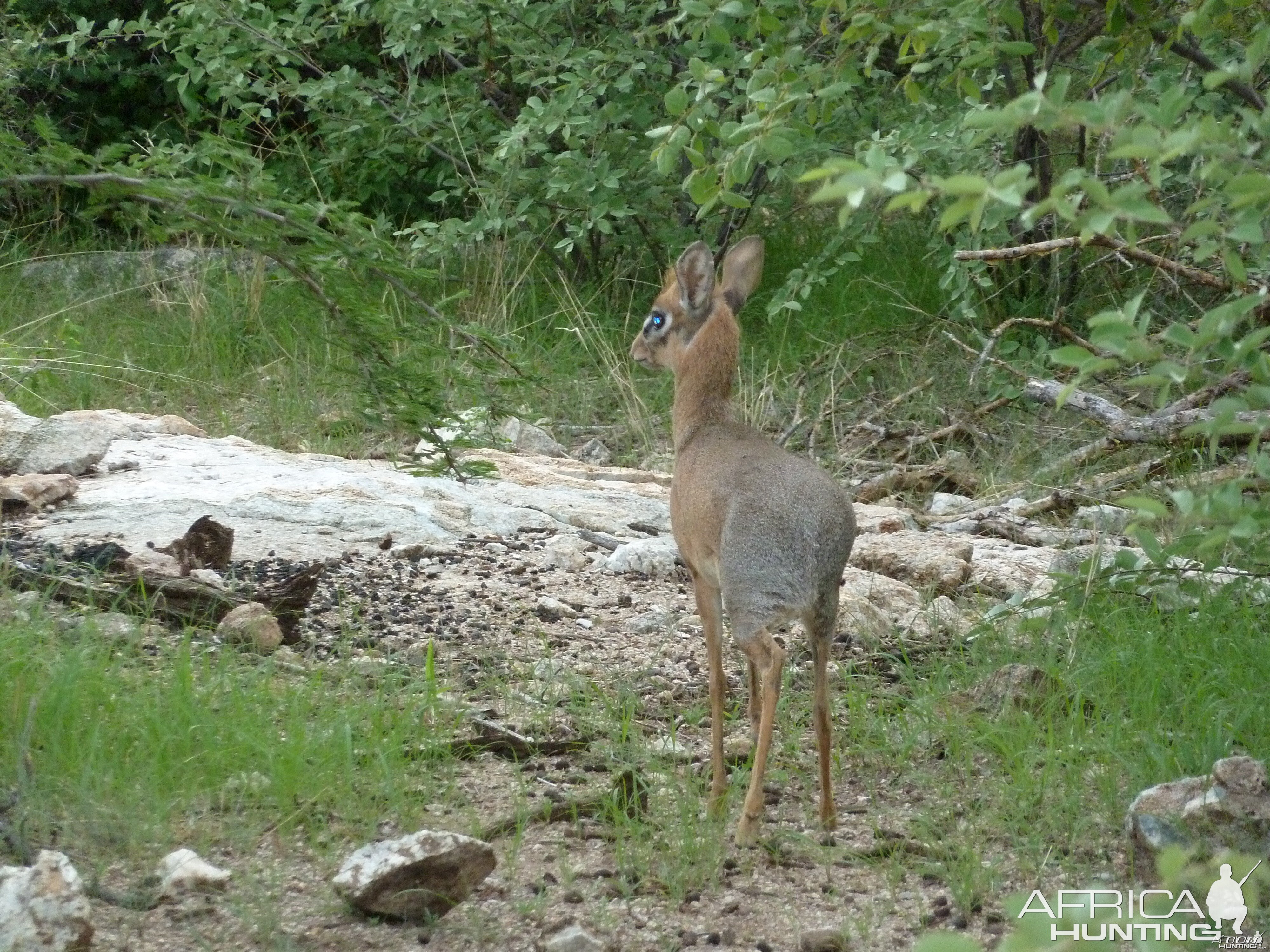 Damara Dik-Dik in Namibia