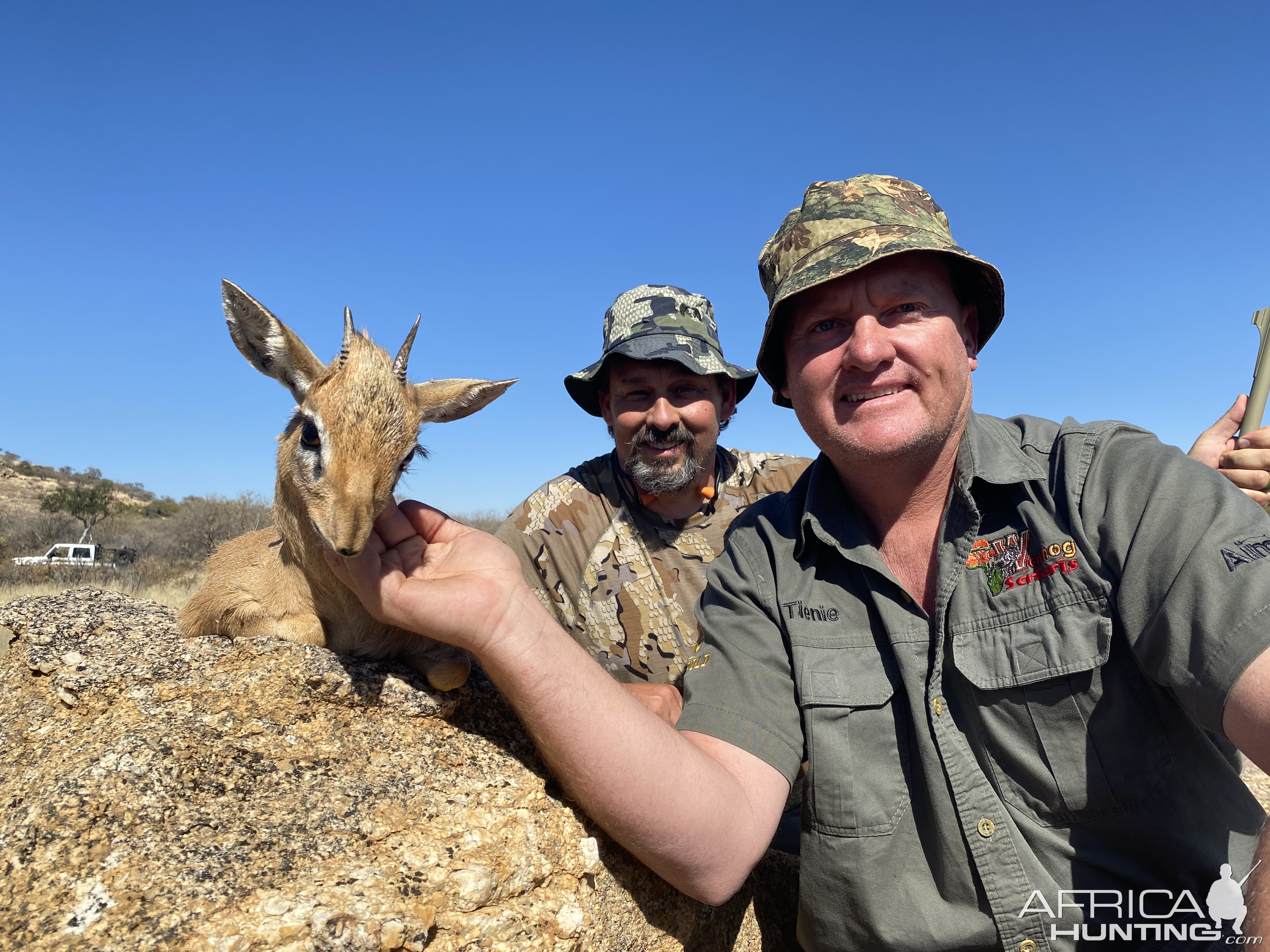 Damara Dik-Dik Namibia