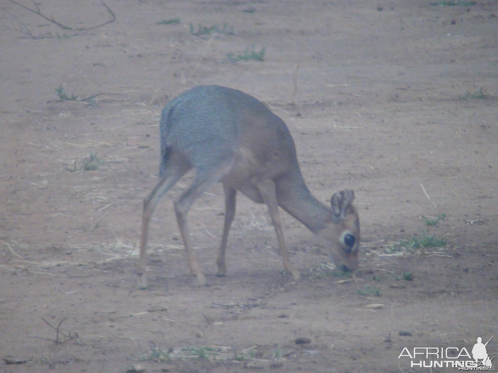 Damara Dik Dik Namibia