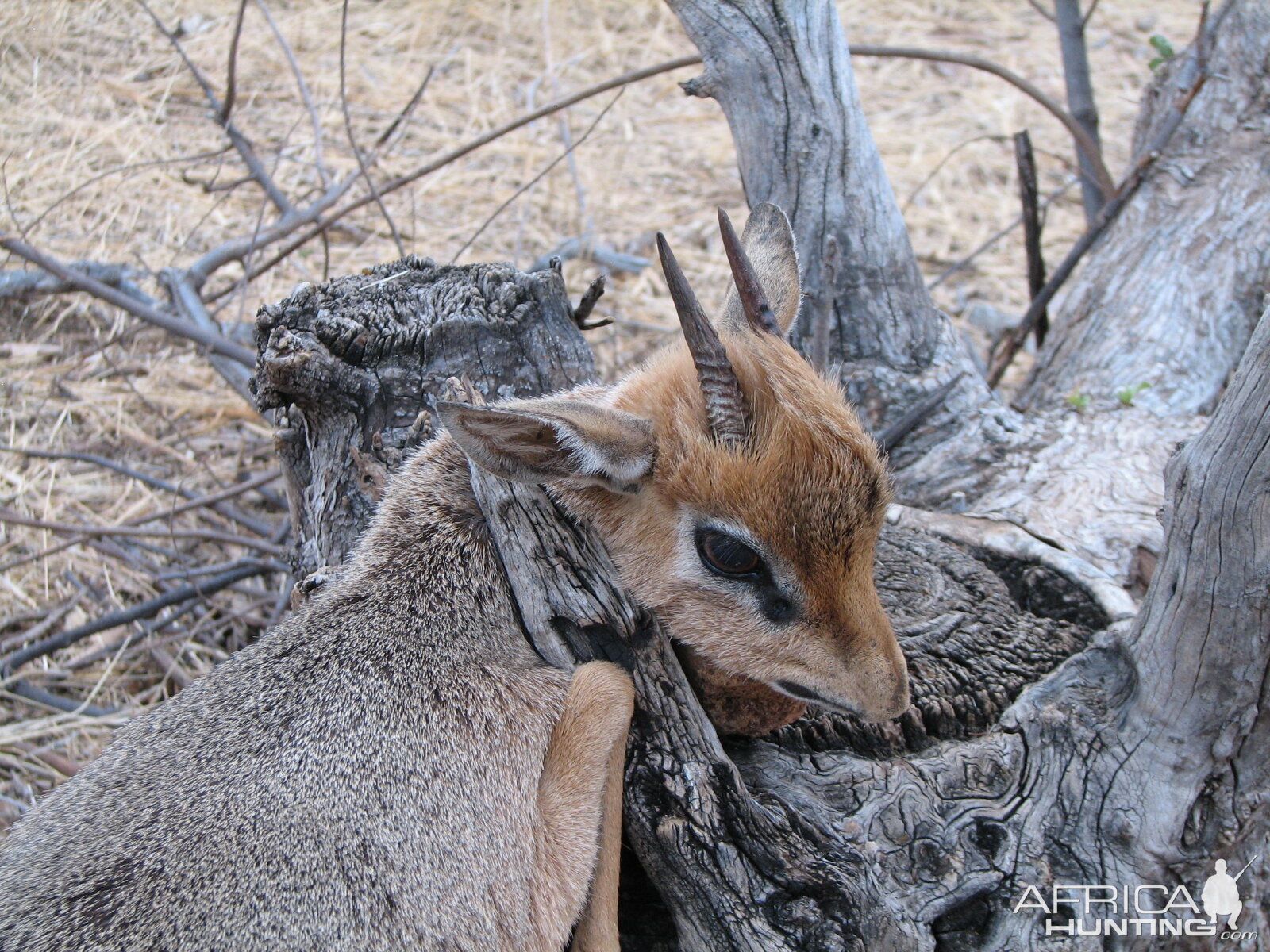 Damara Dik Dik Namibia