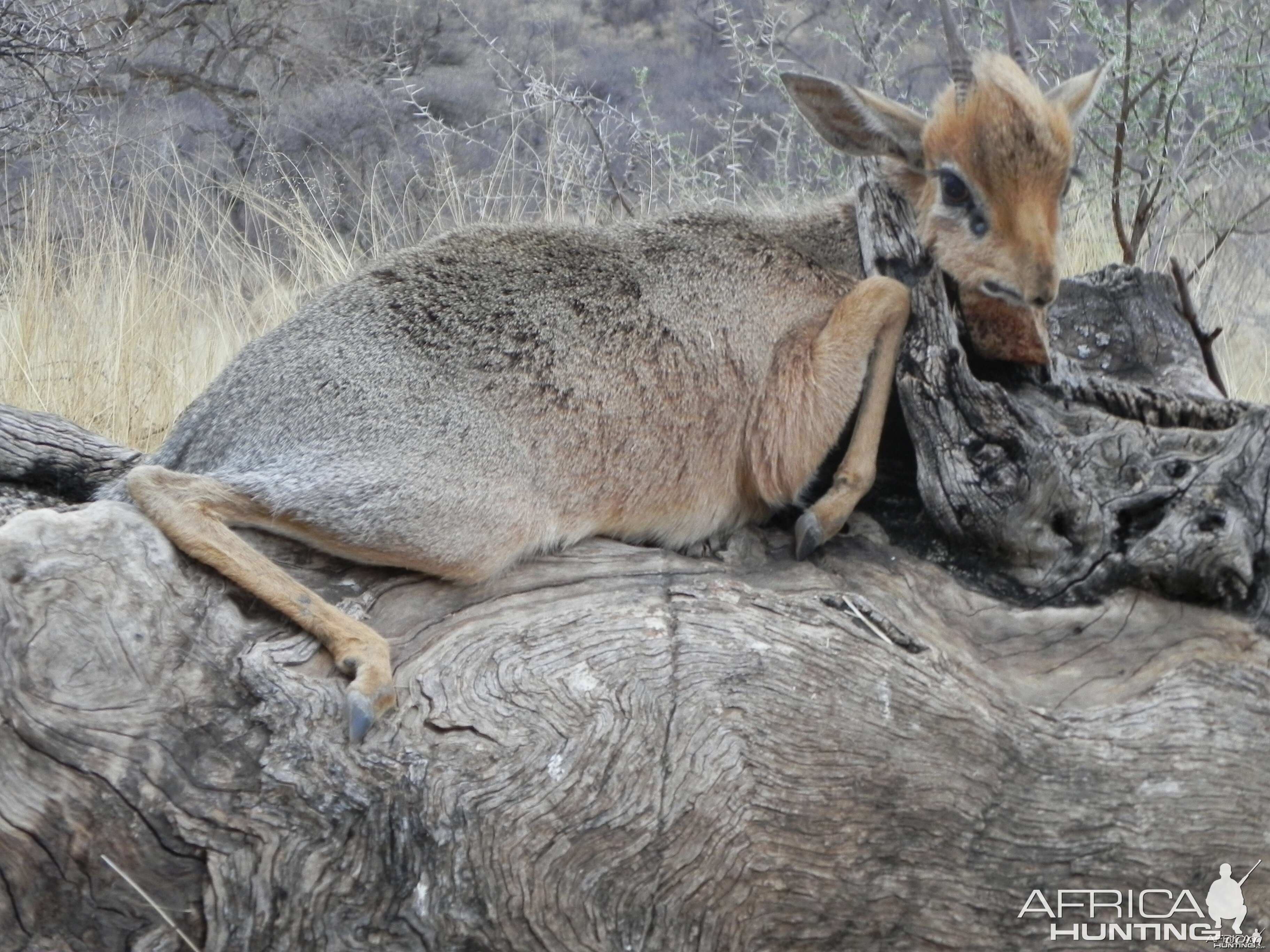 Damara Dik Dik Namibia