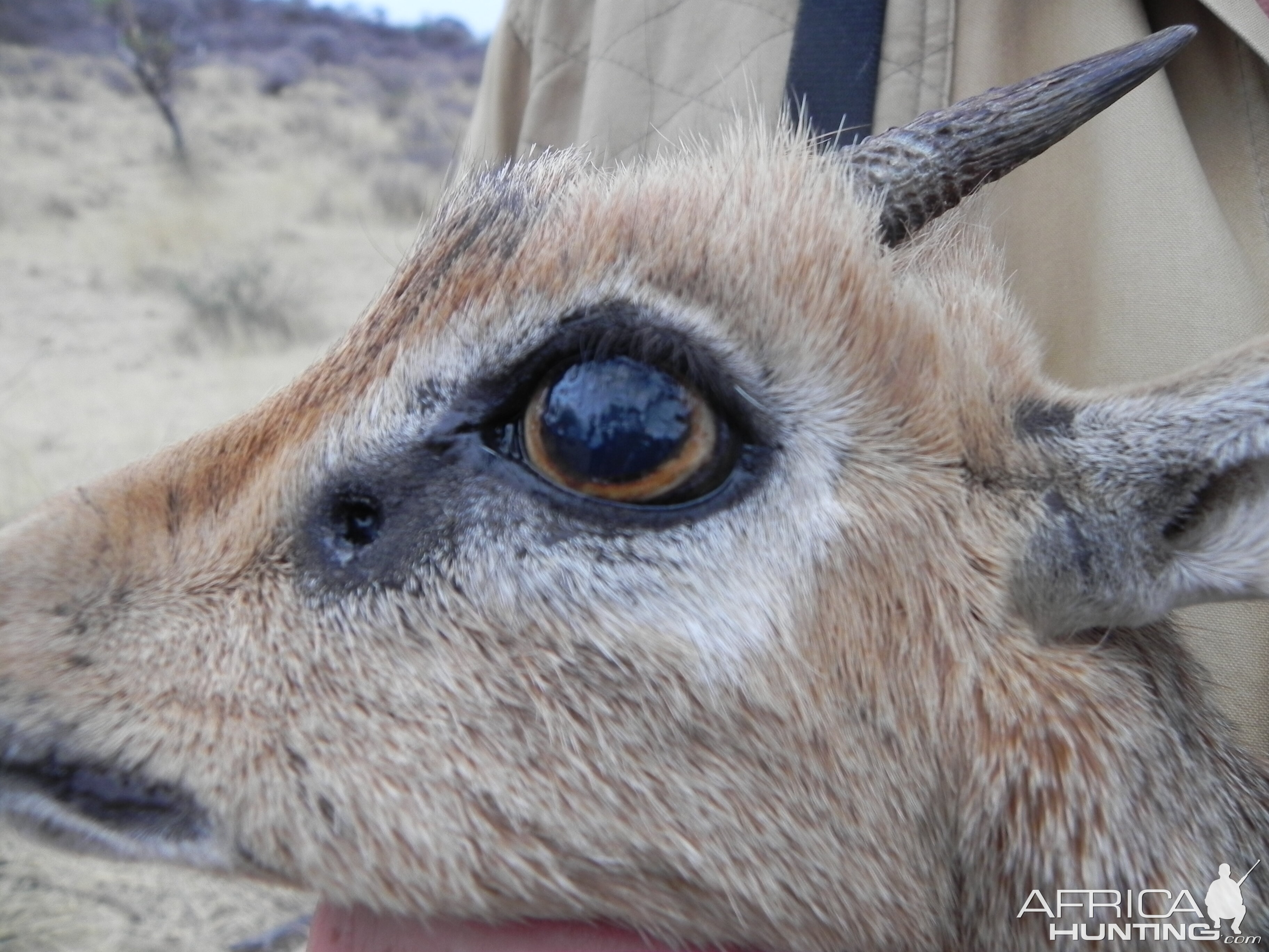 Damara Dik Dik Namibia