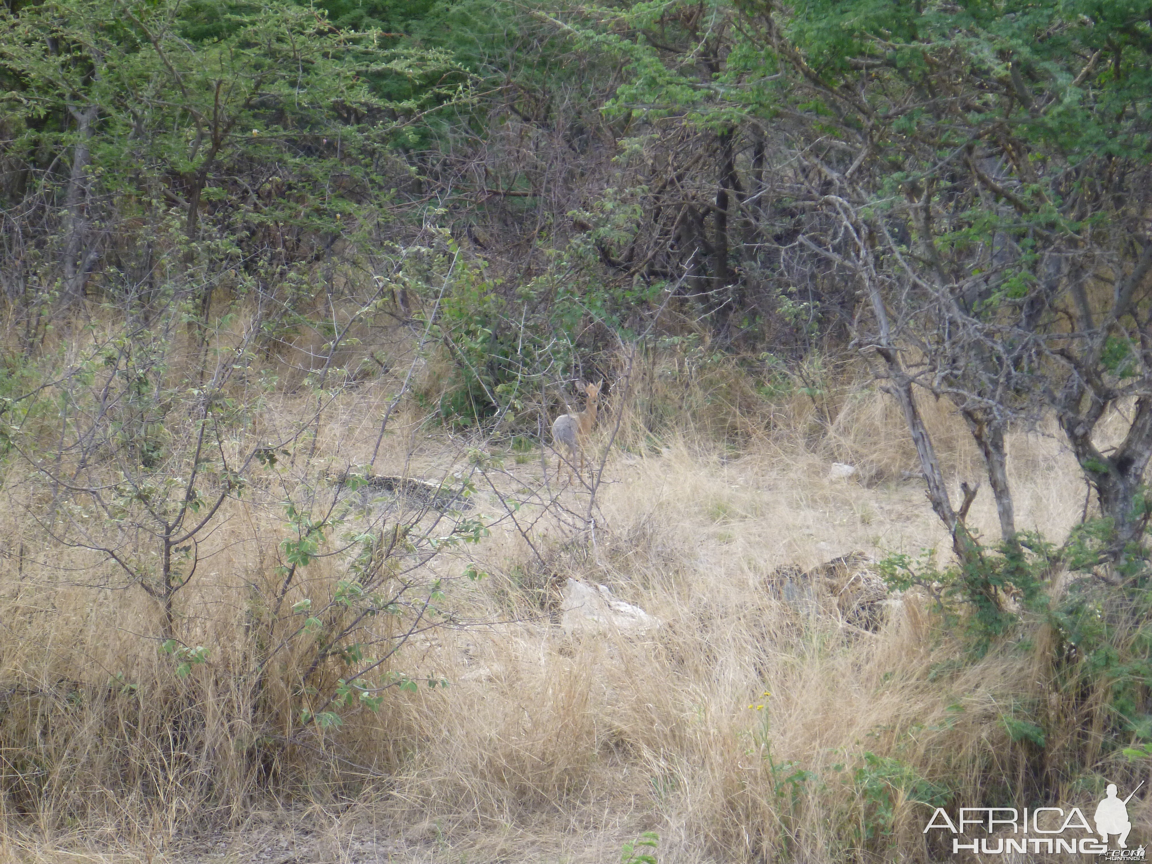 Damara Dik-dik Namibia