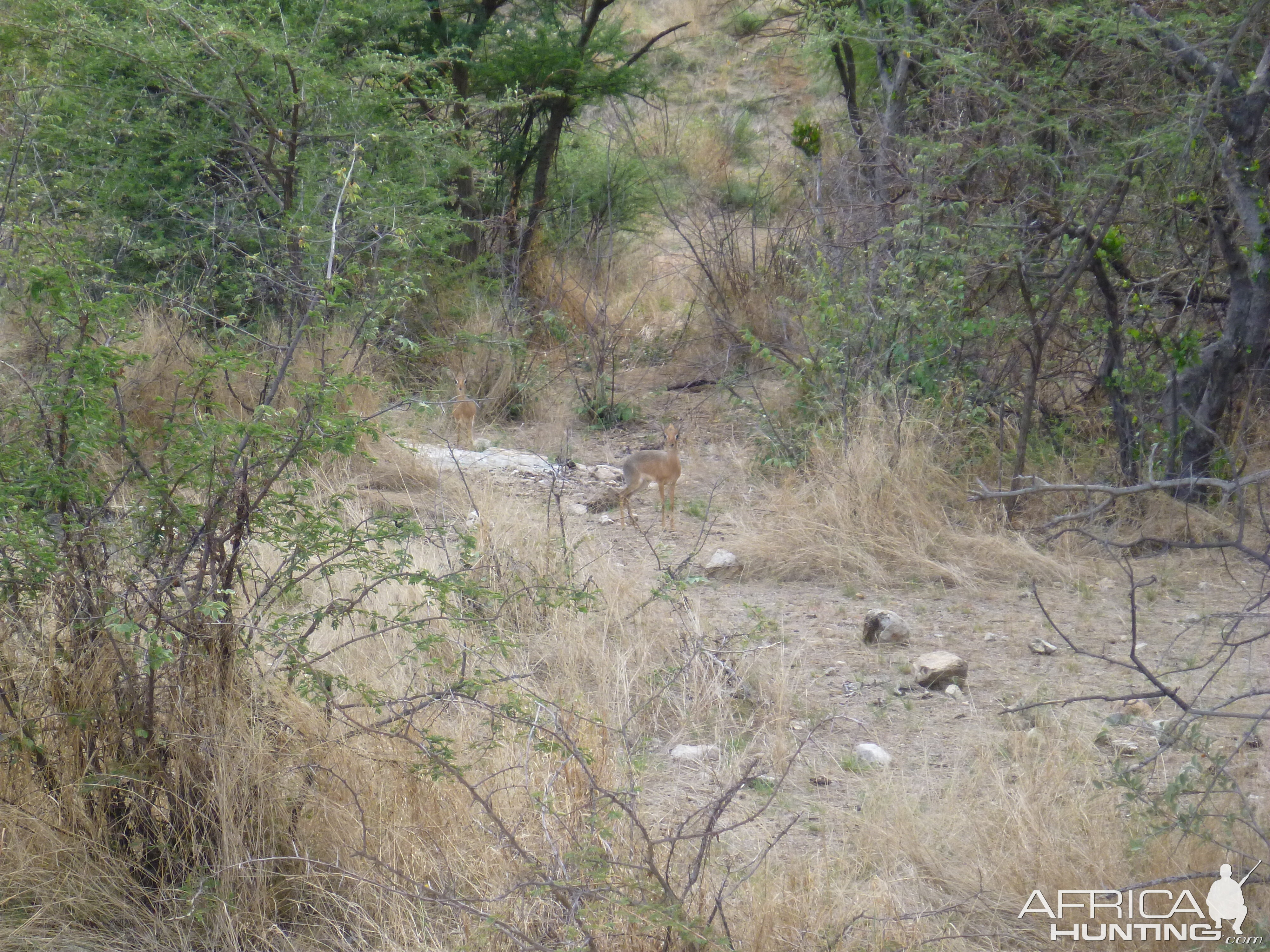 Damara Dik-dik Namibia