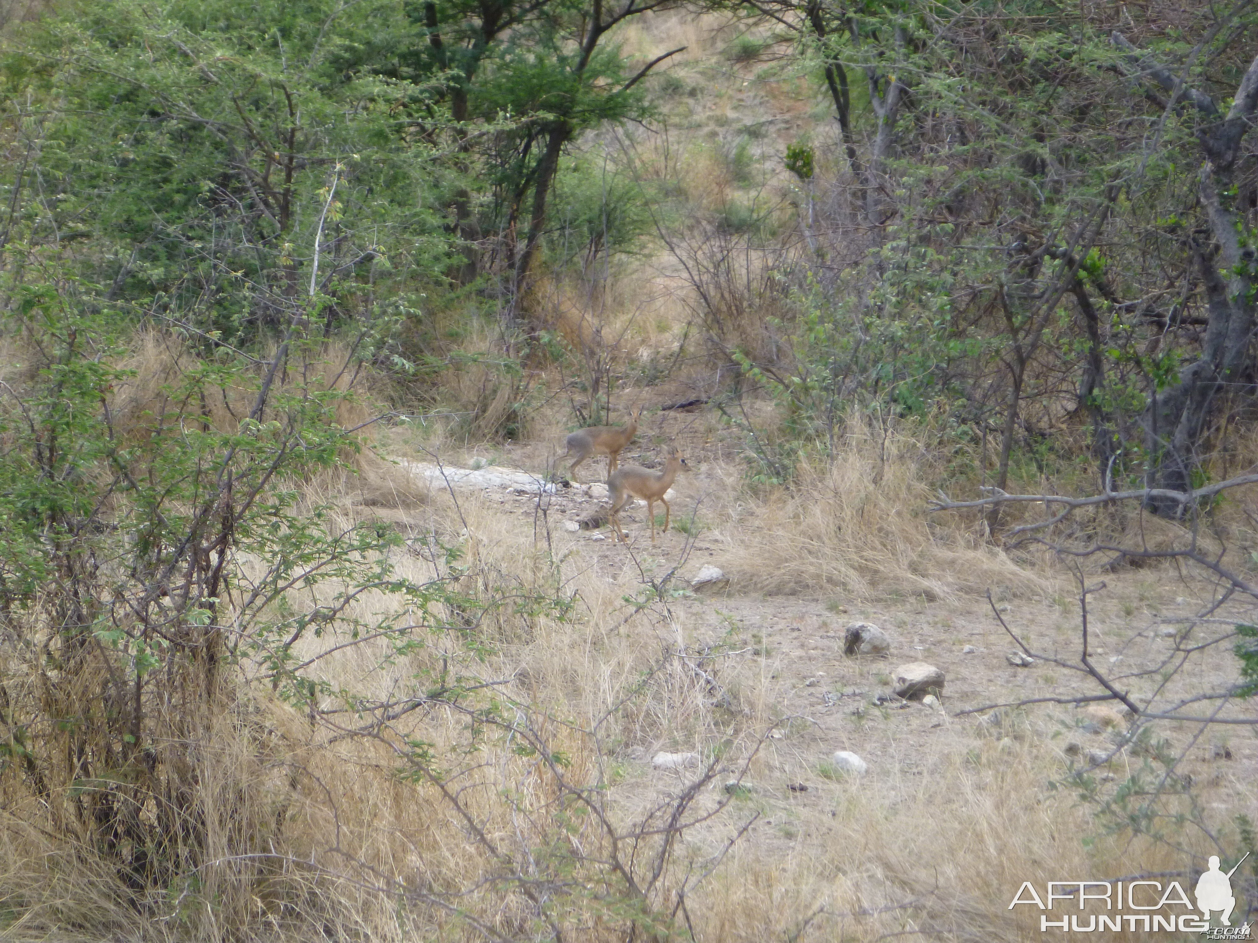 Damara Dik-dik Namibia