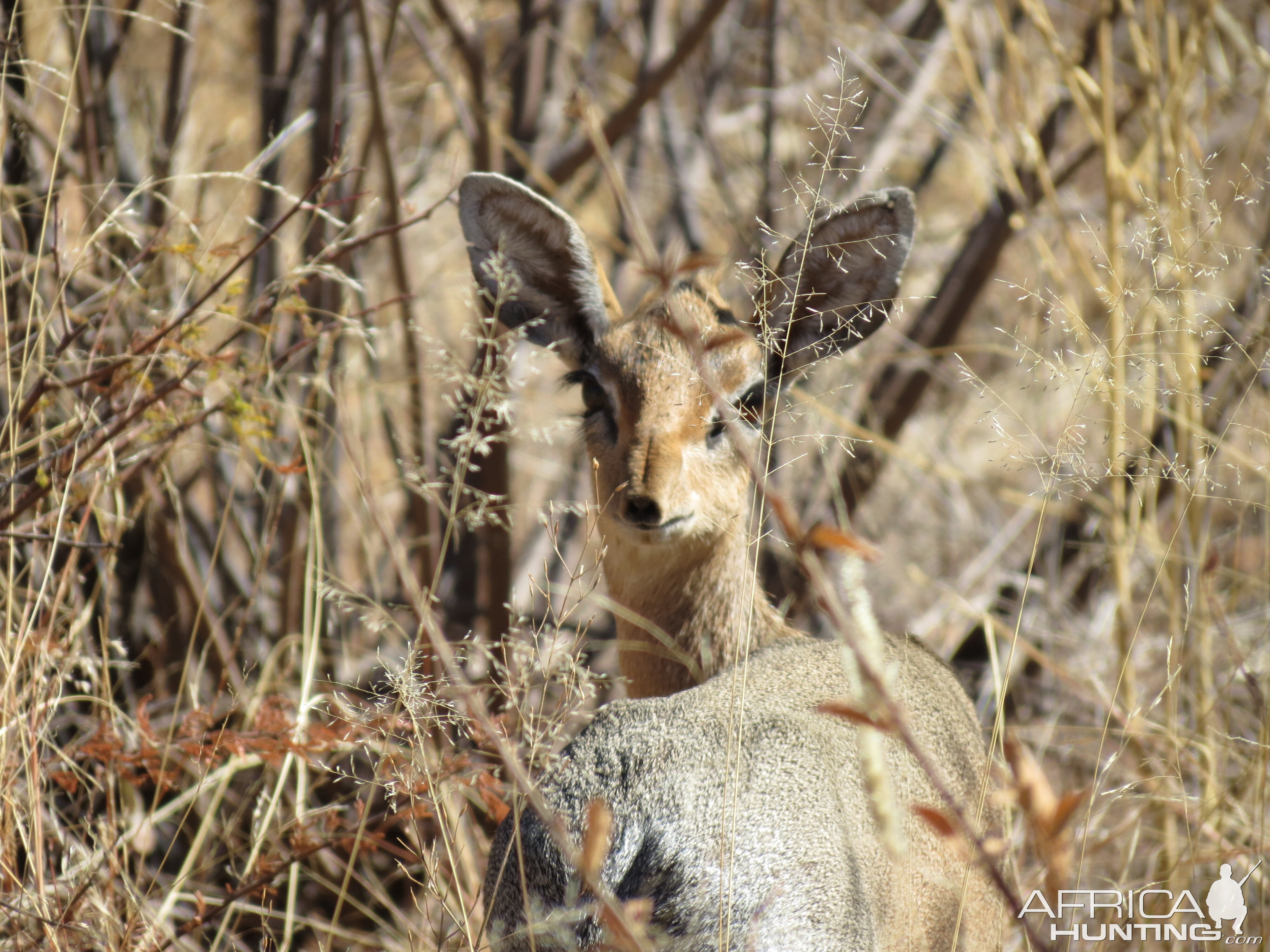 Damara Dik-dik Namibia