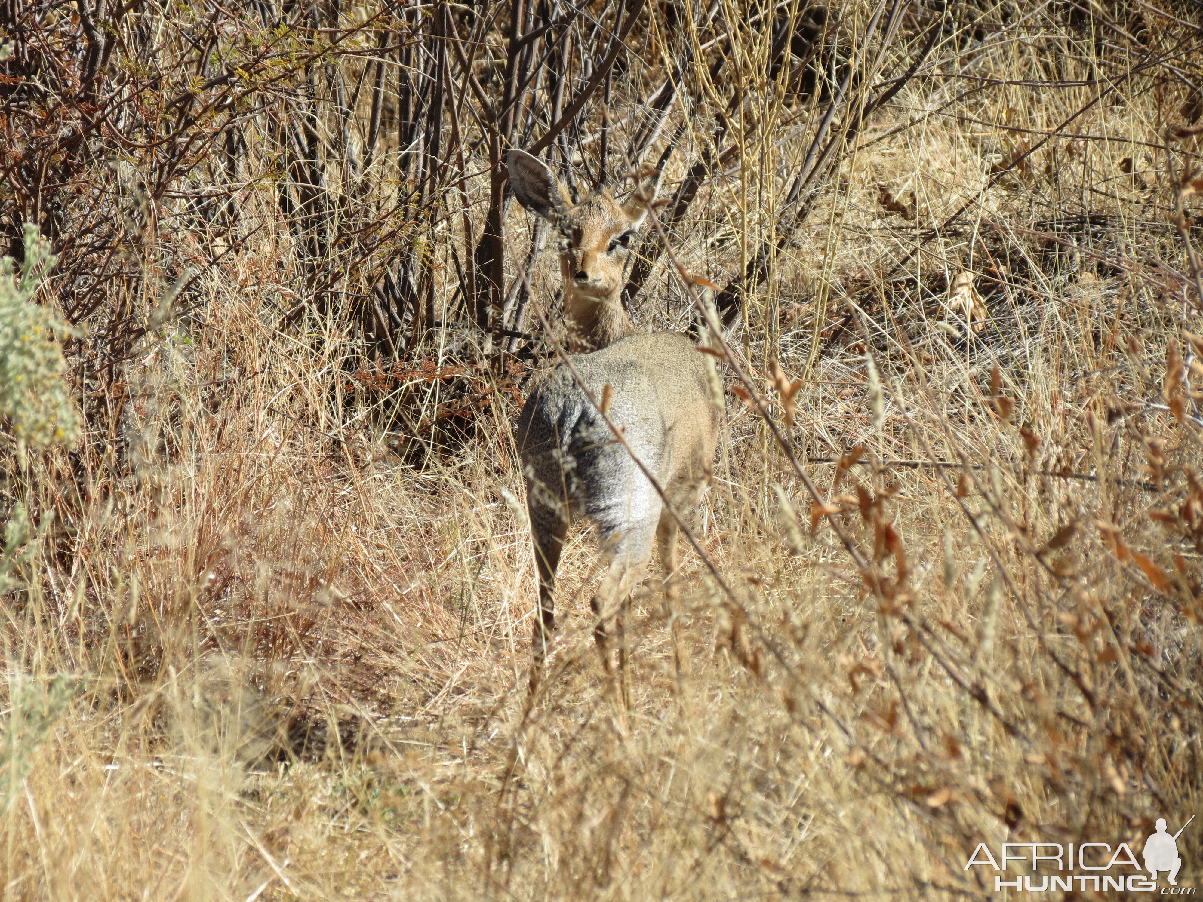 Damara Dik-dik Namibia