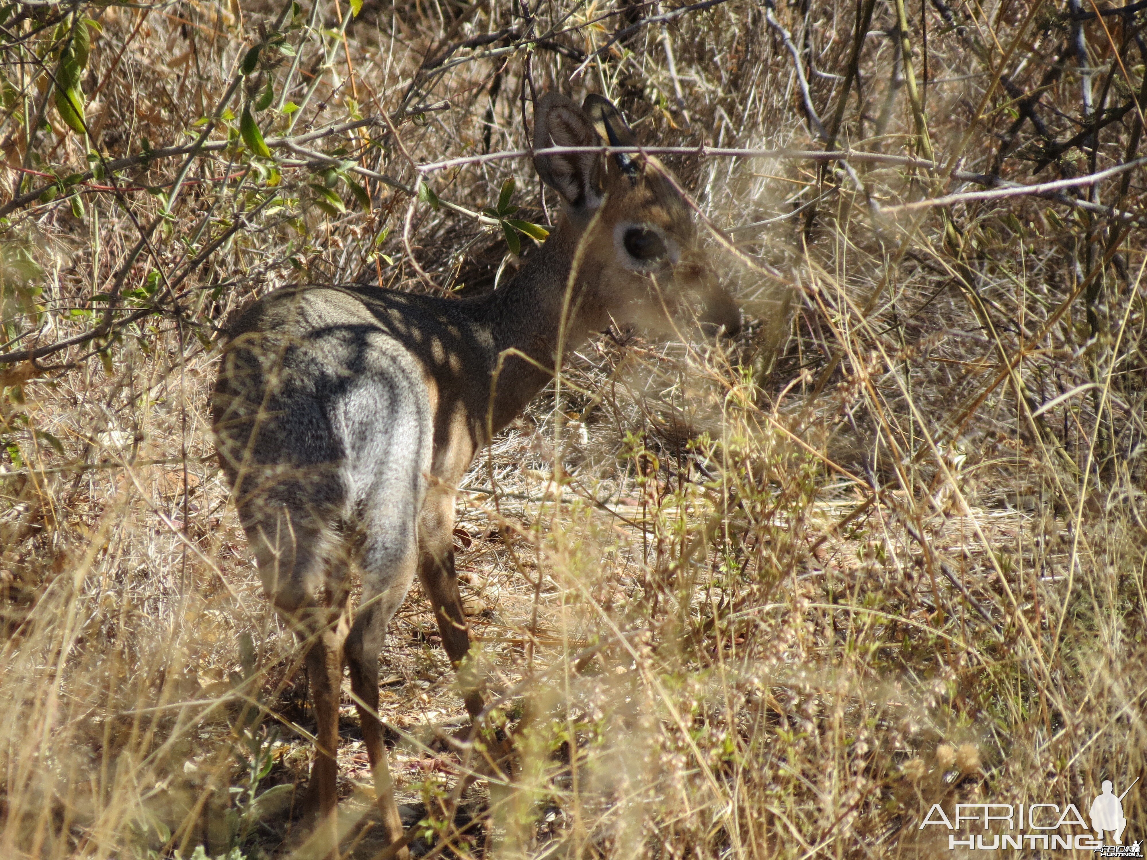 Damara Dik-dik Namibia