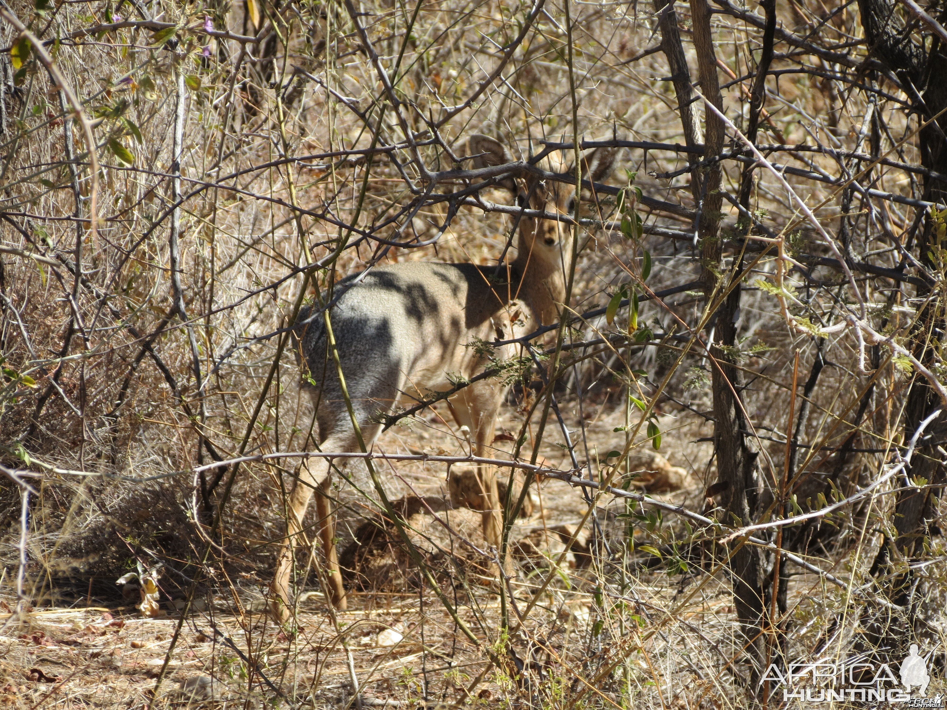 Damara Dik-dik Namibia