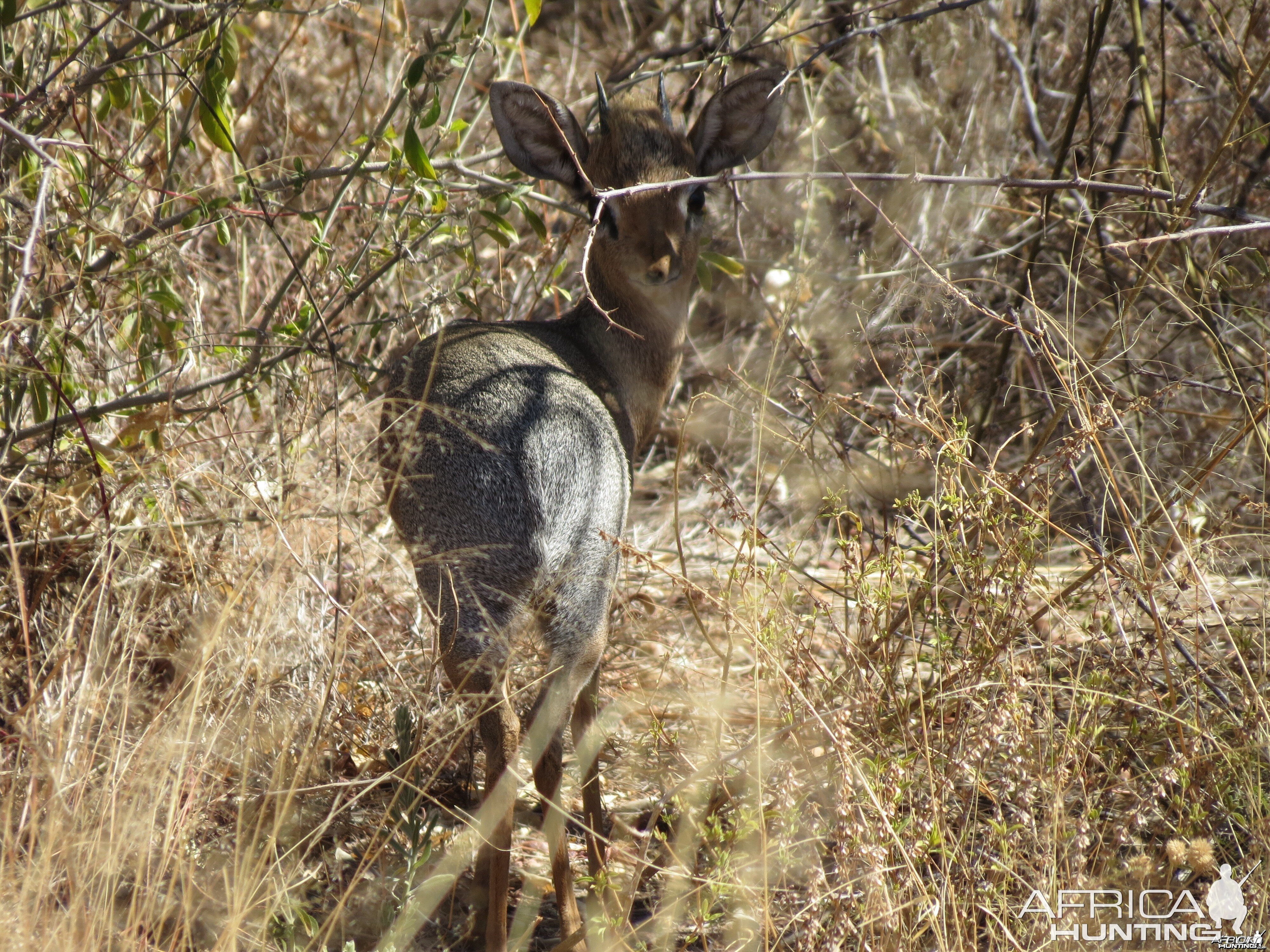 Damara Dik-dik Namibia