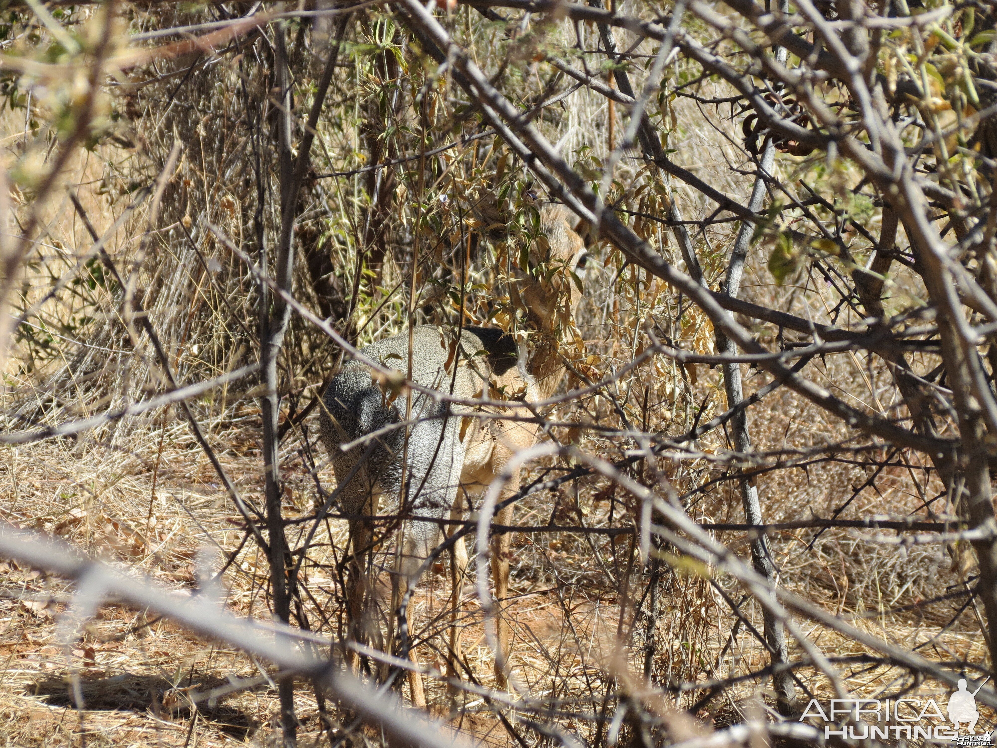 Damara Dik-dik Namibia