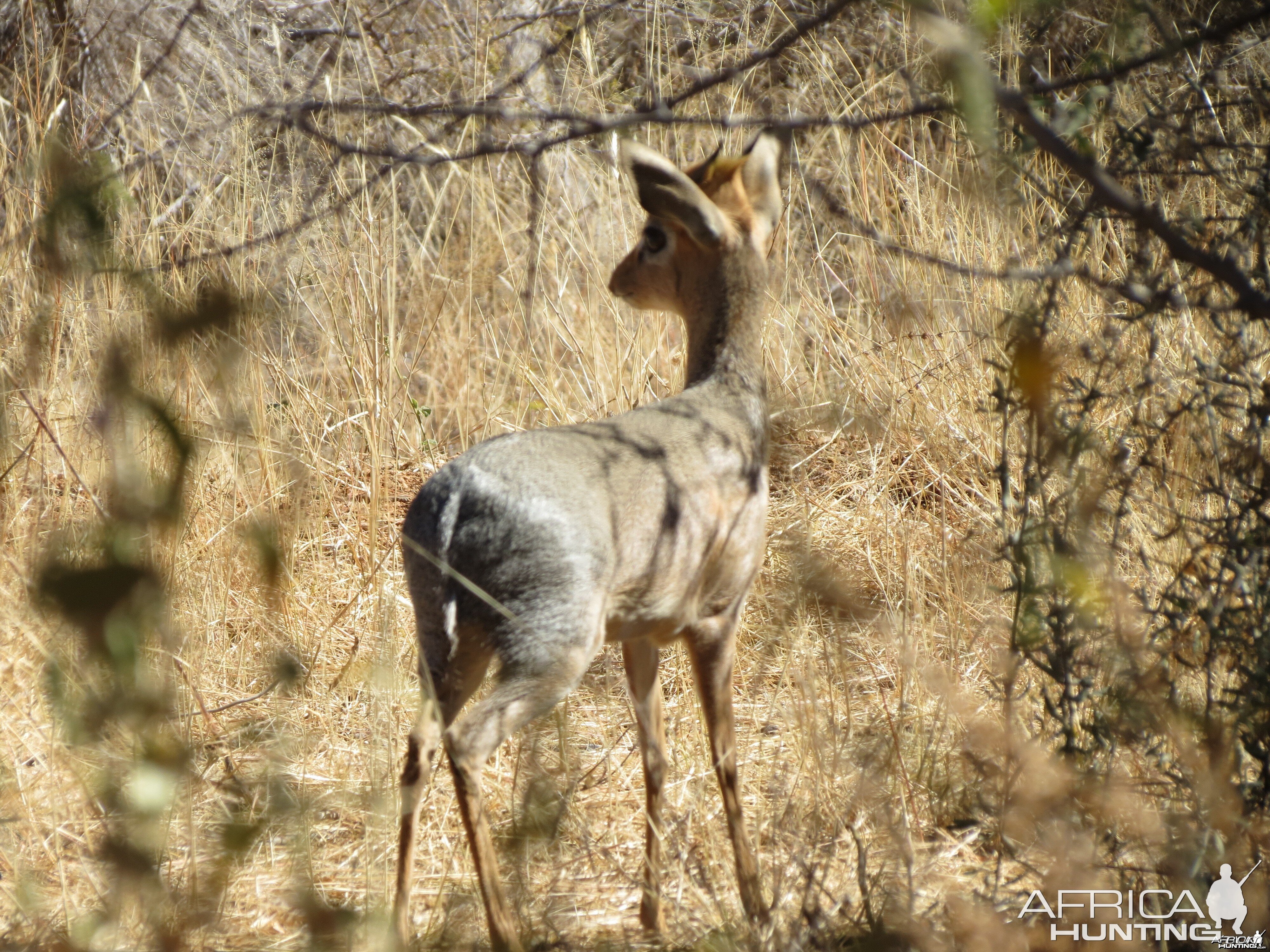 Damara Dik-dik Namibia