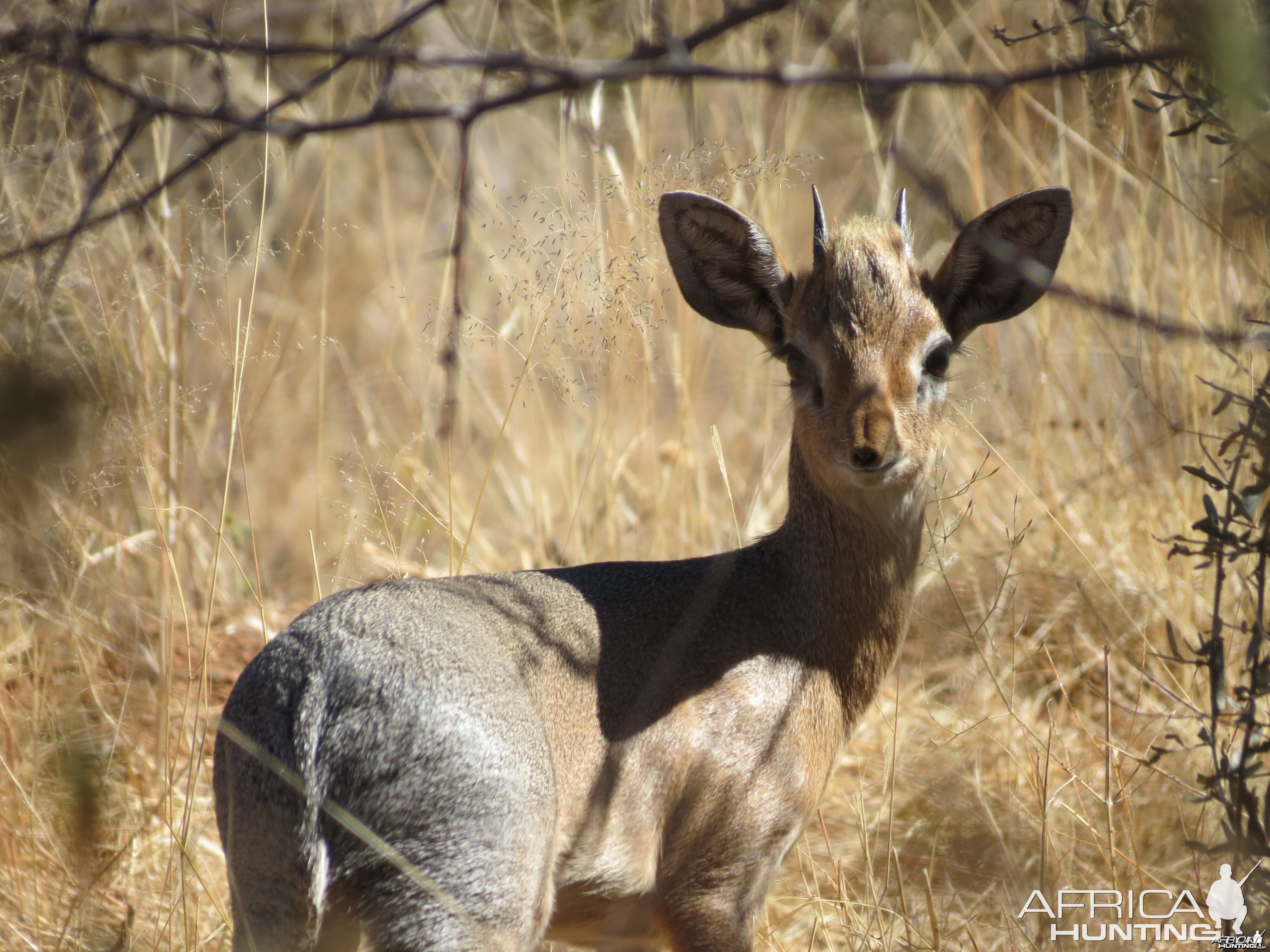 Damara Dik-dik Namibia