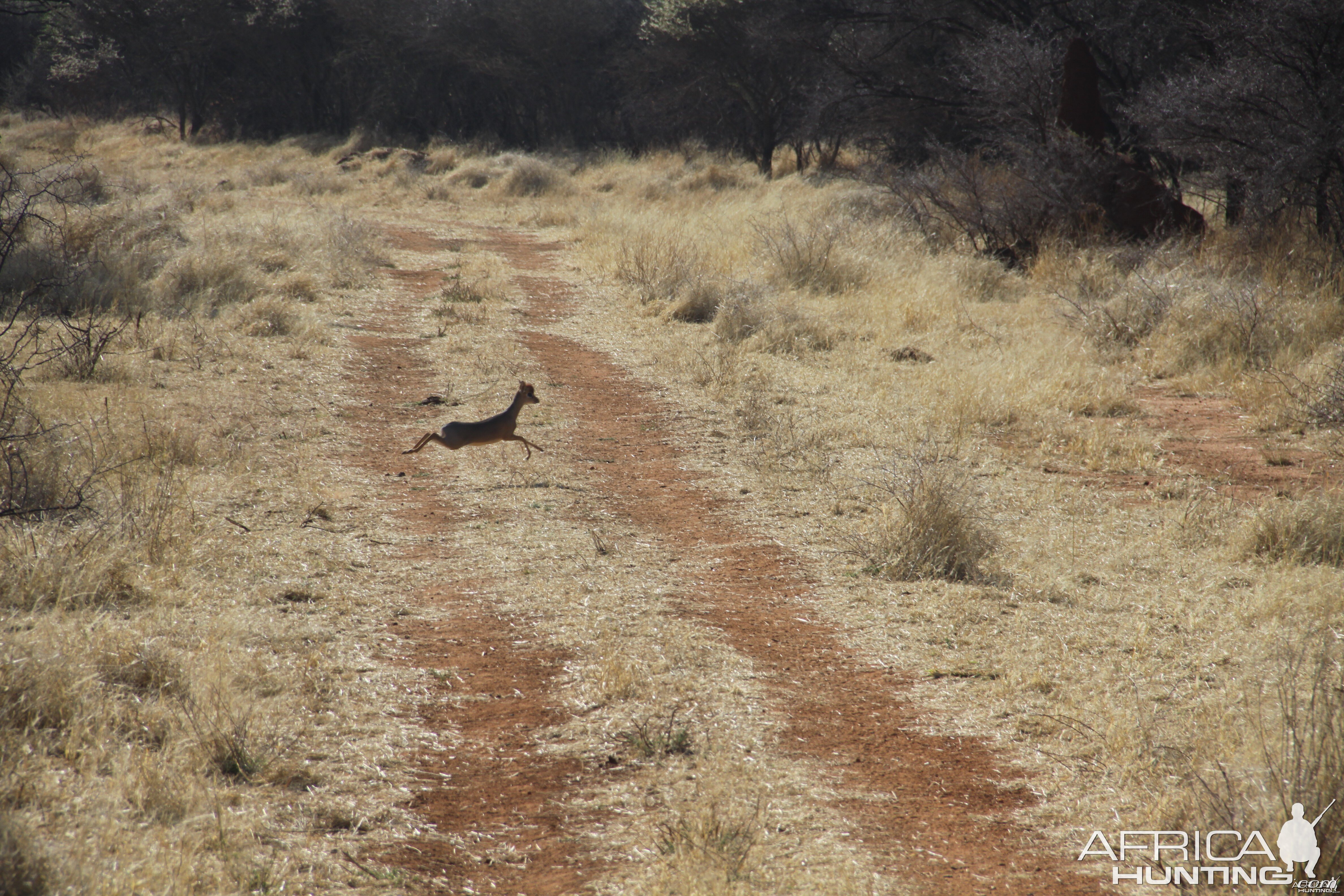 Damara Dik-Dik Namibia