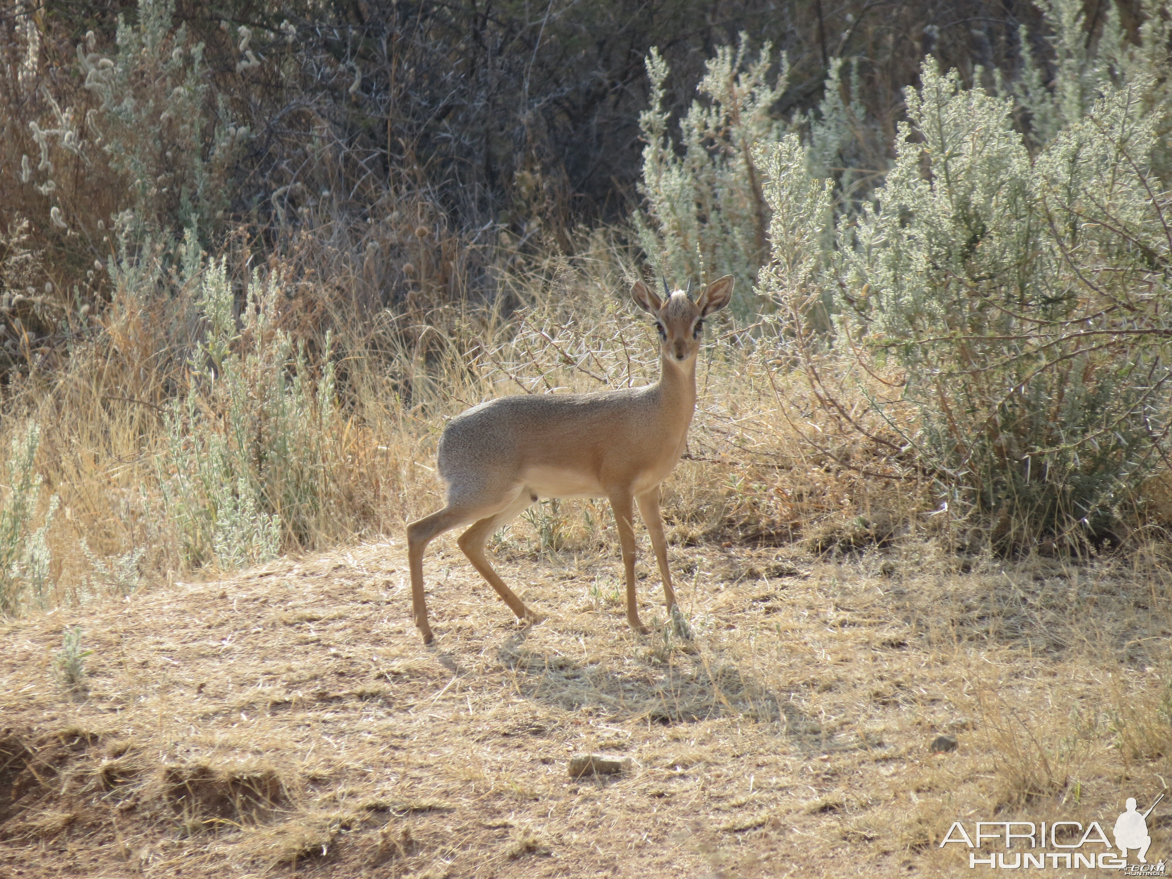 Damara Dik-Dik Namibia