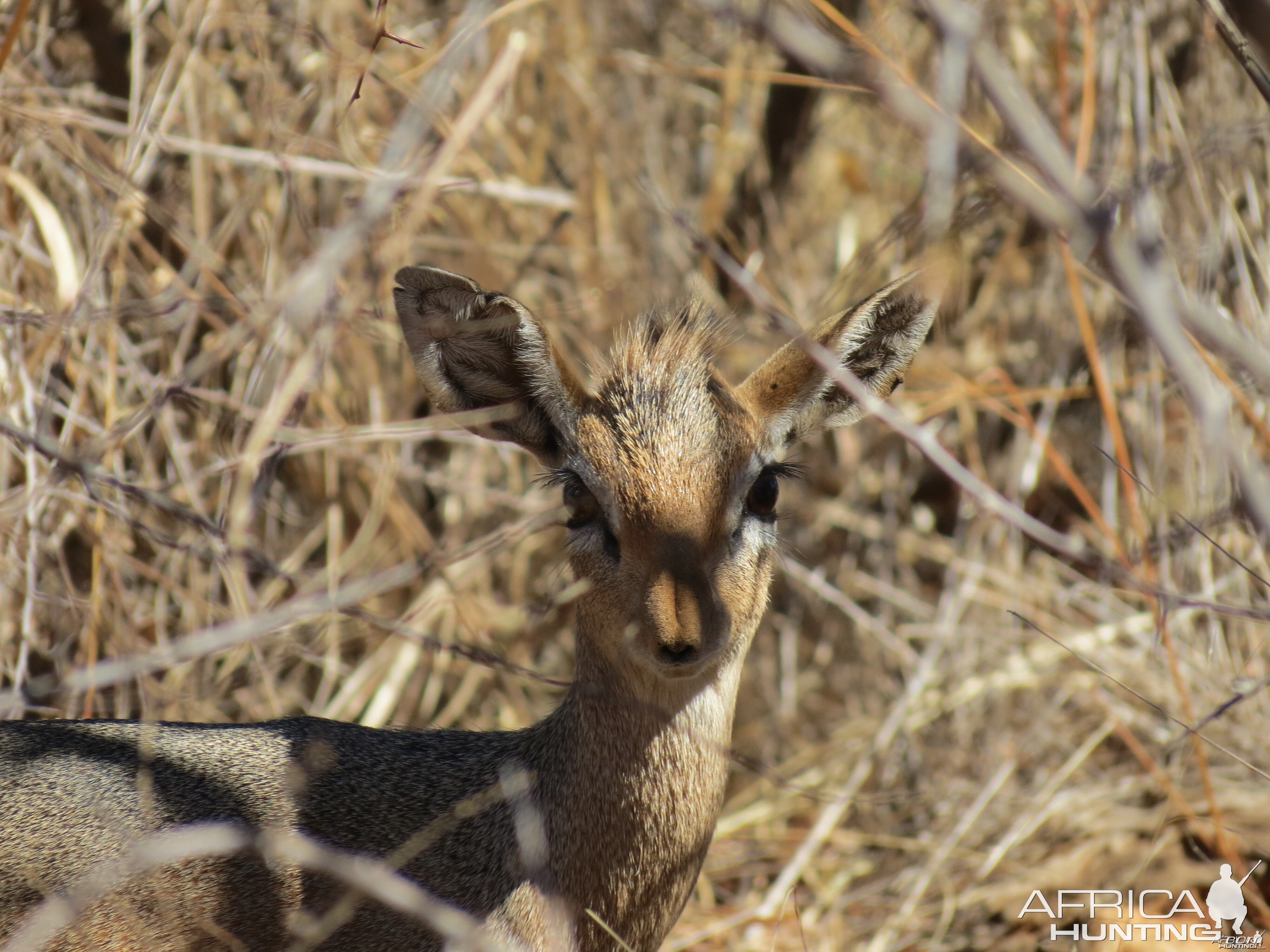 Damara Dik-Dik Namibia