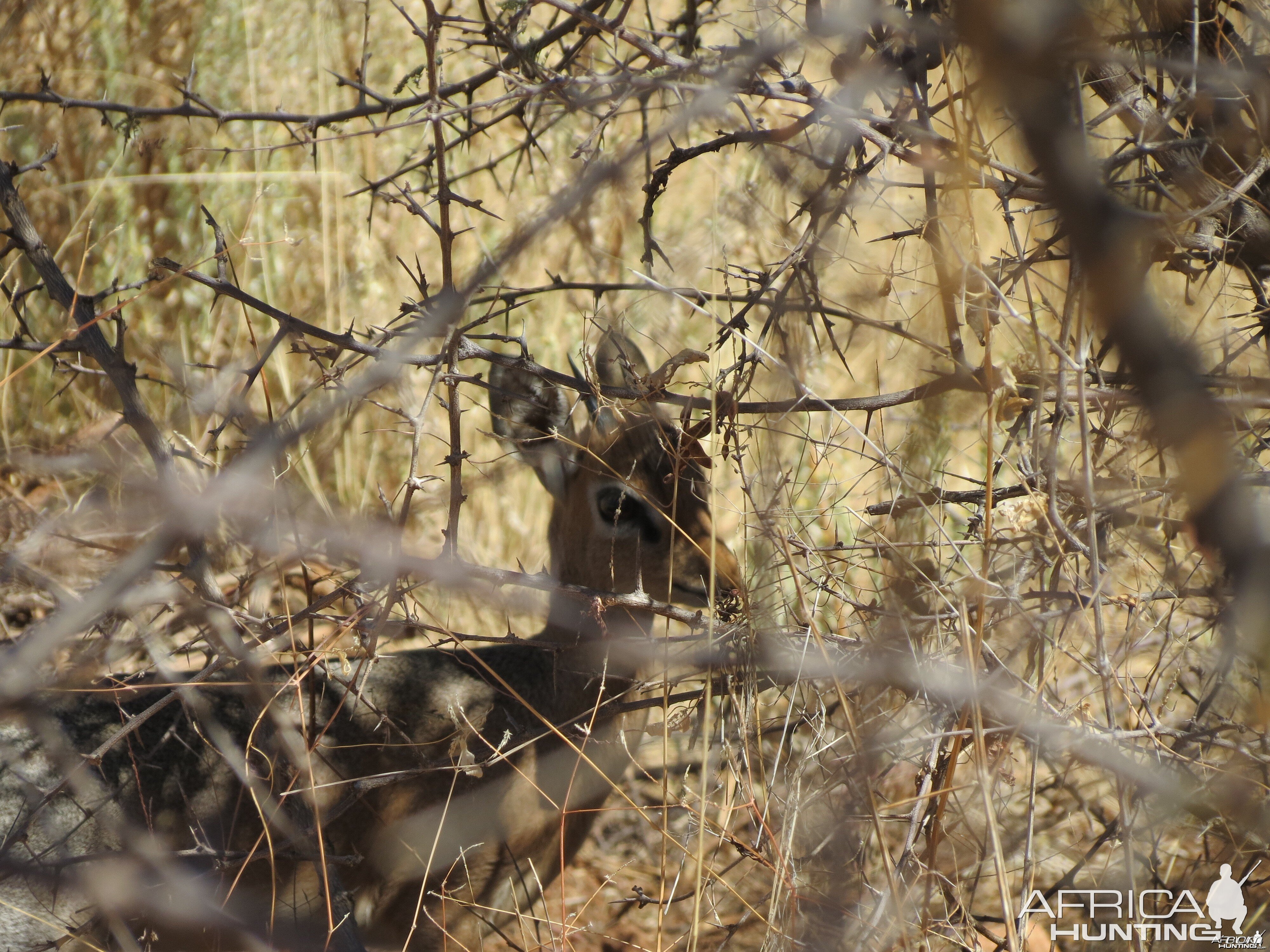 Damara Dik-Dik Namibia