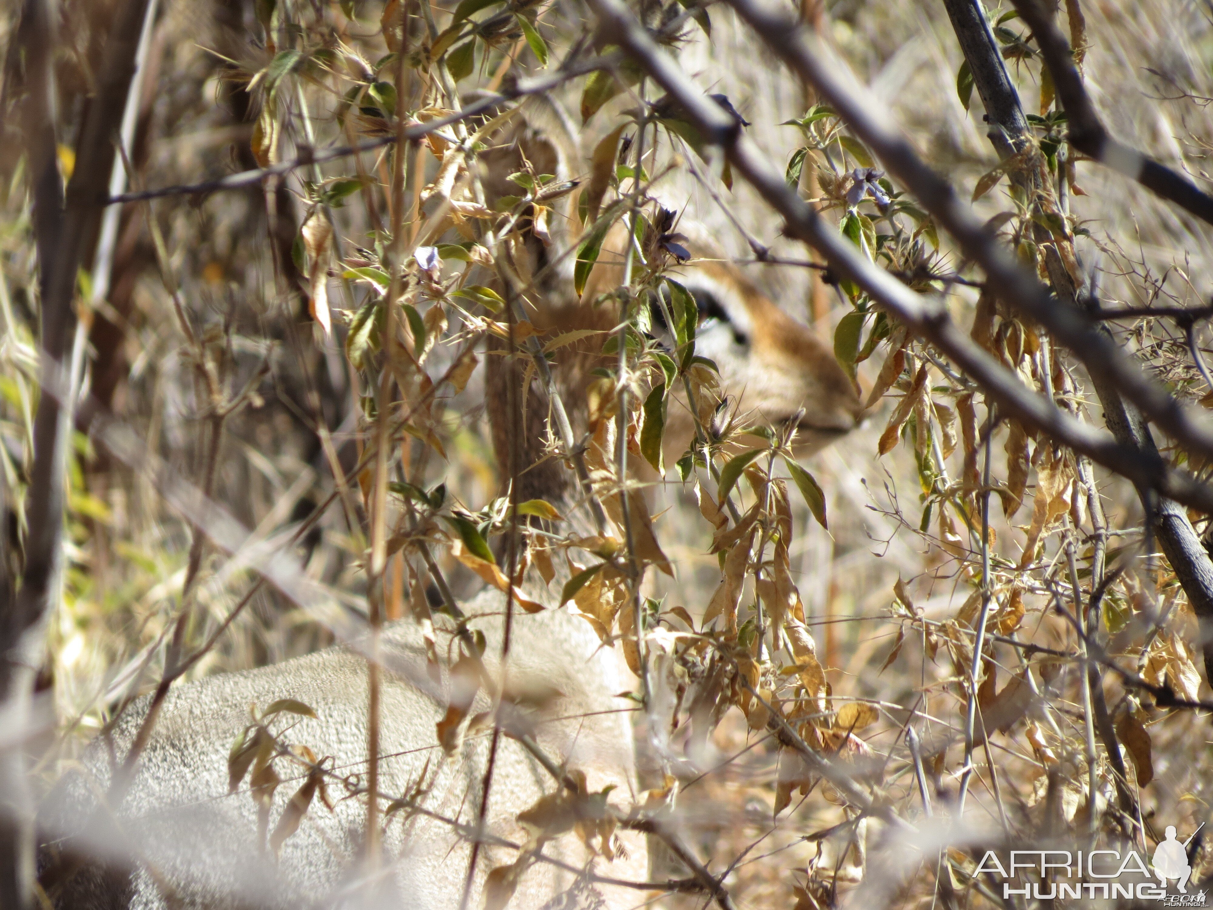 Damara Dik-Dik Namibia