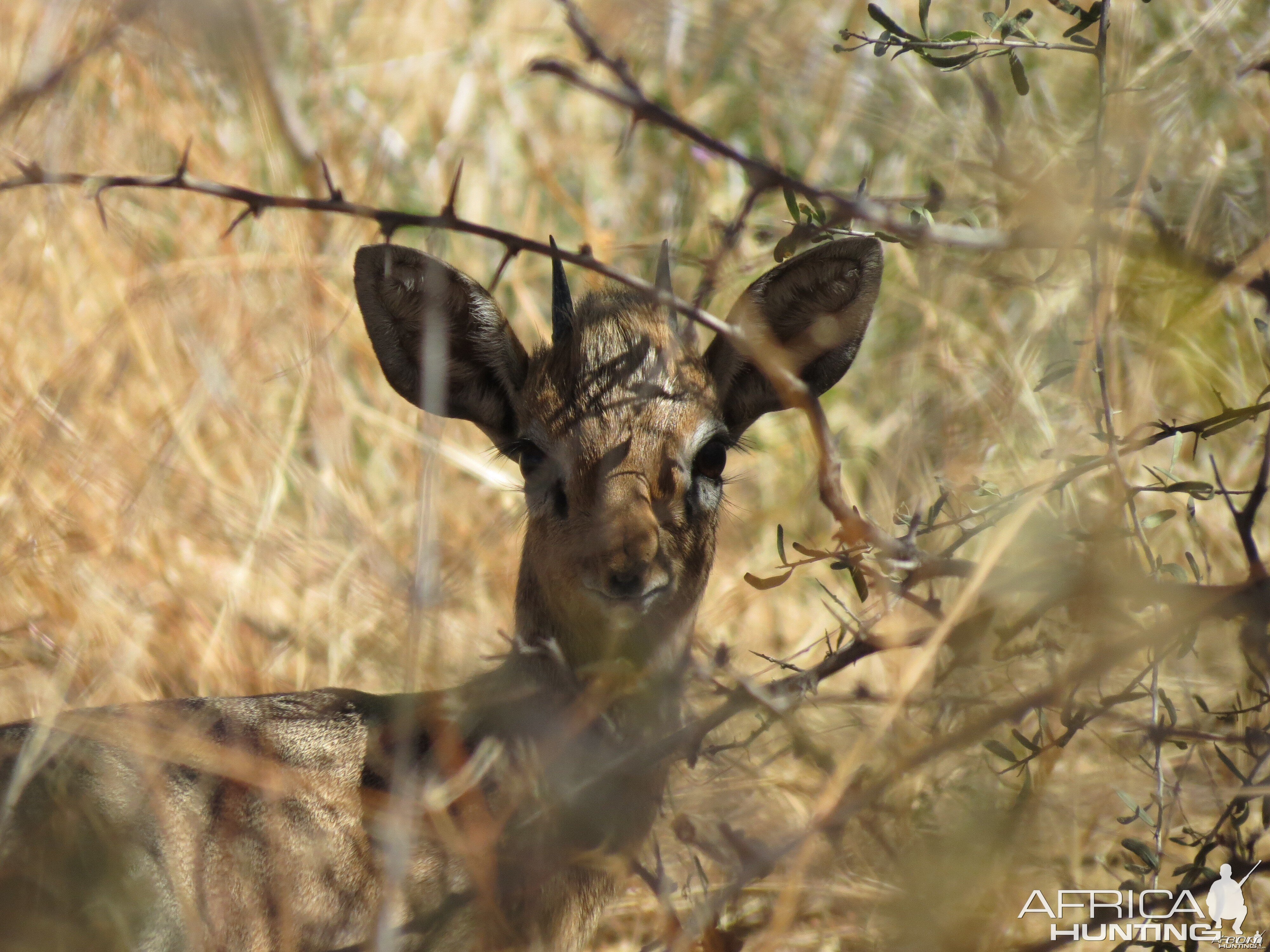 Damara Dik-Dik Namibia