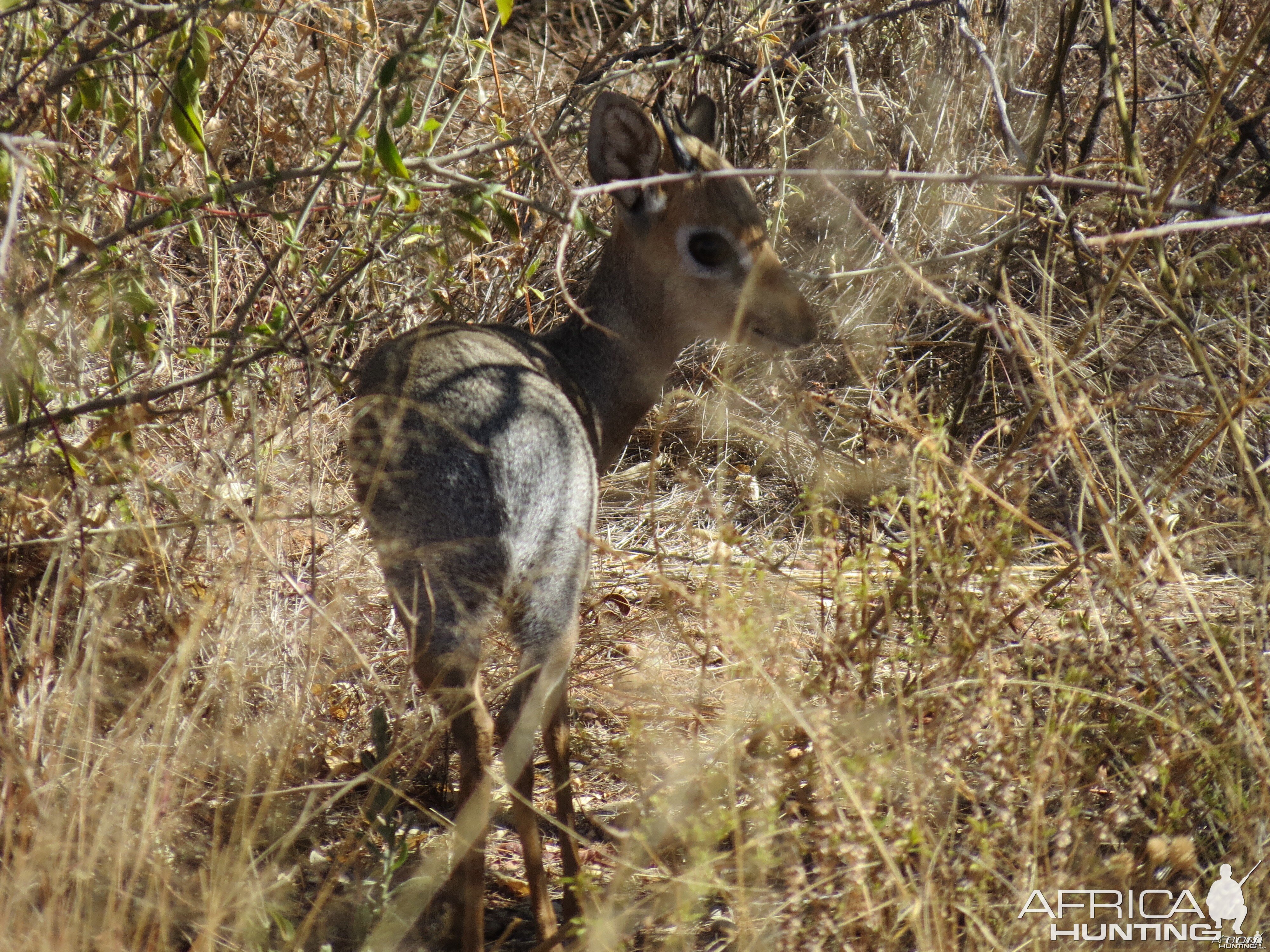 Damara Dik-Dik Namibia