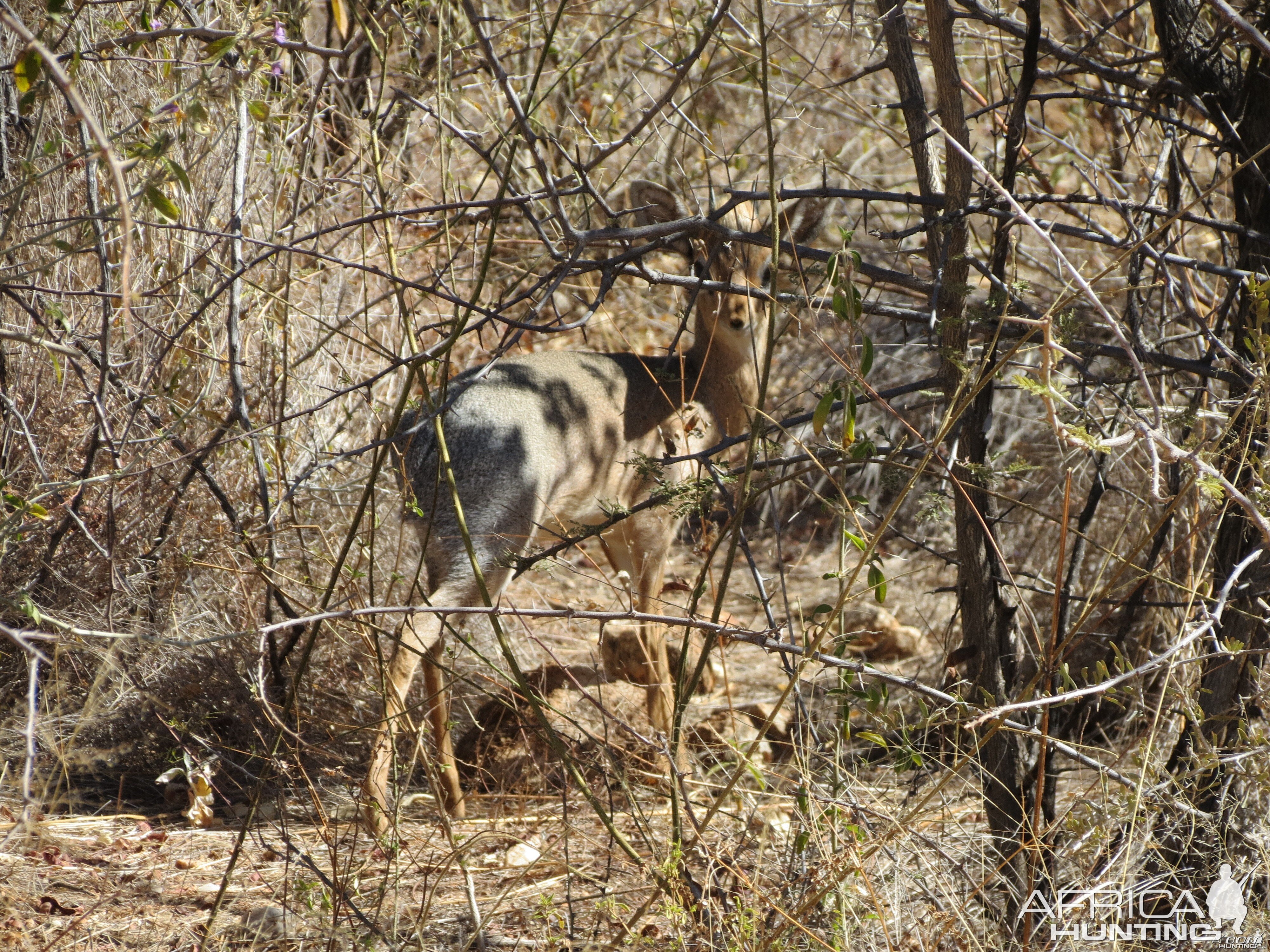 Damara Dik-Dik Namibia