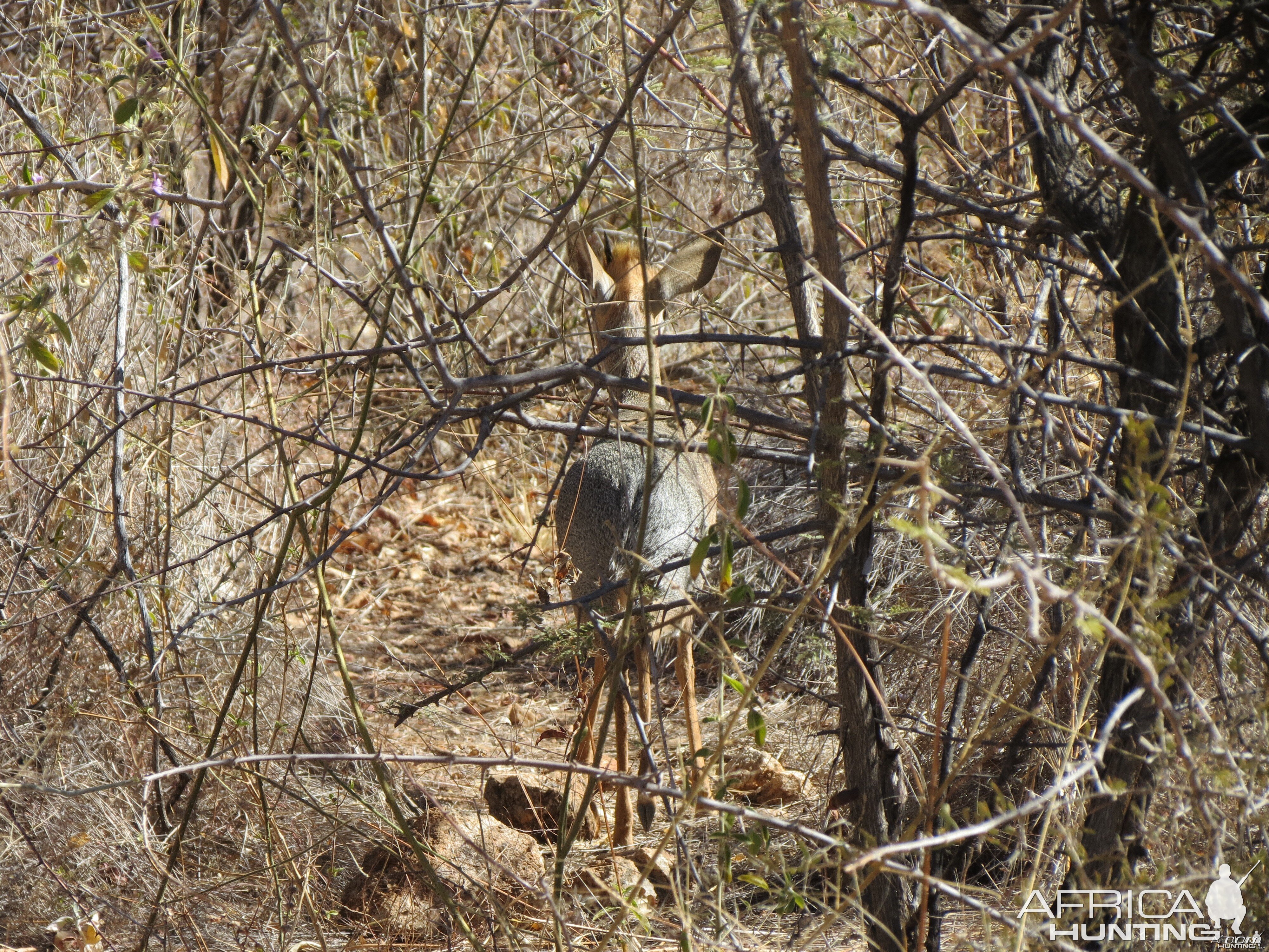 Damara Dik-Dik Namibia