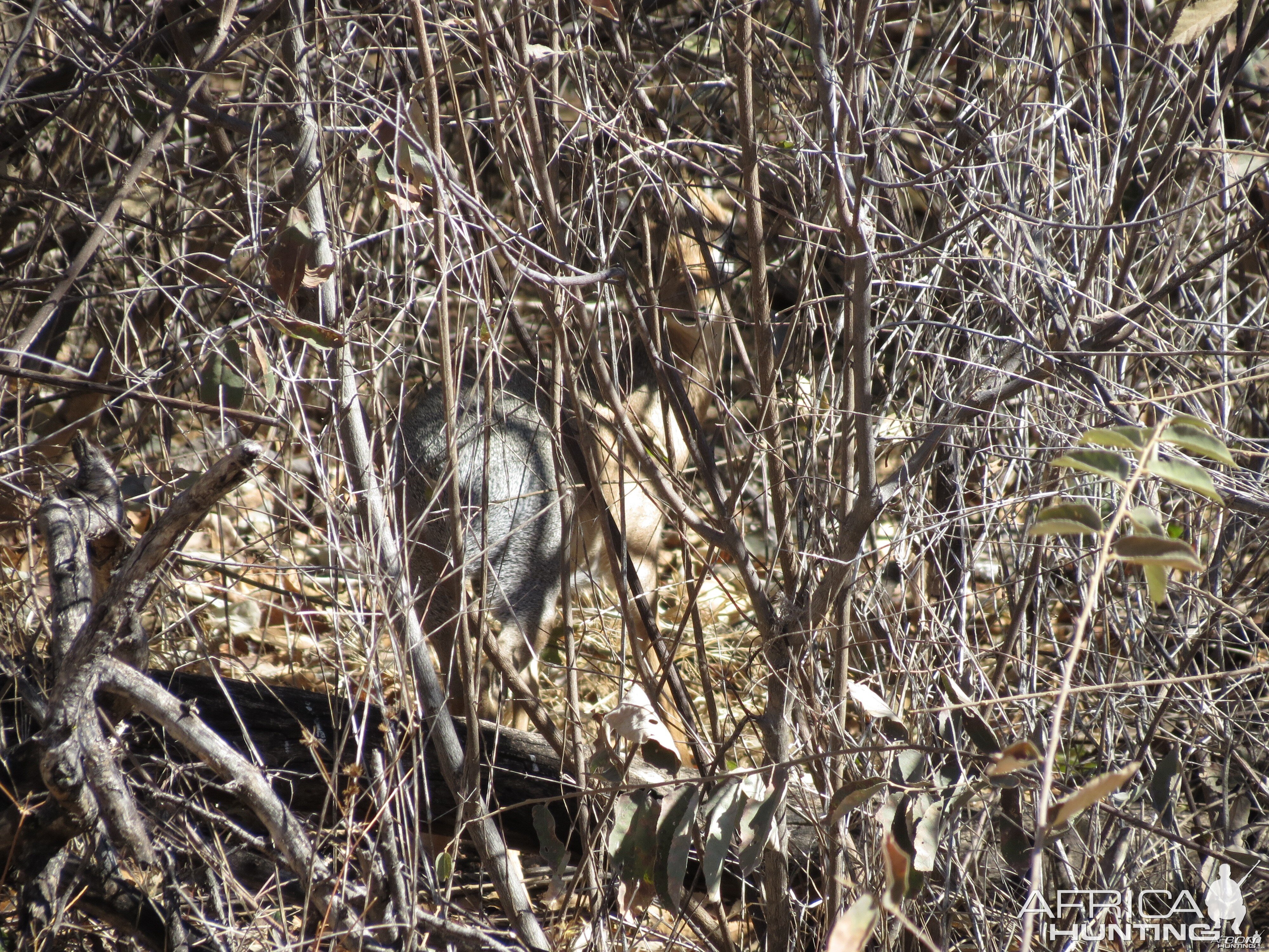 Damara Dik-Dik Namibia