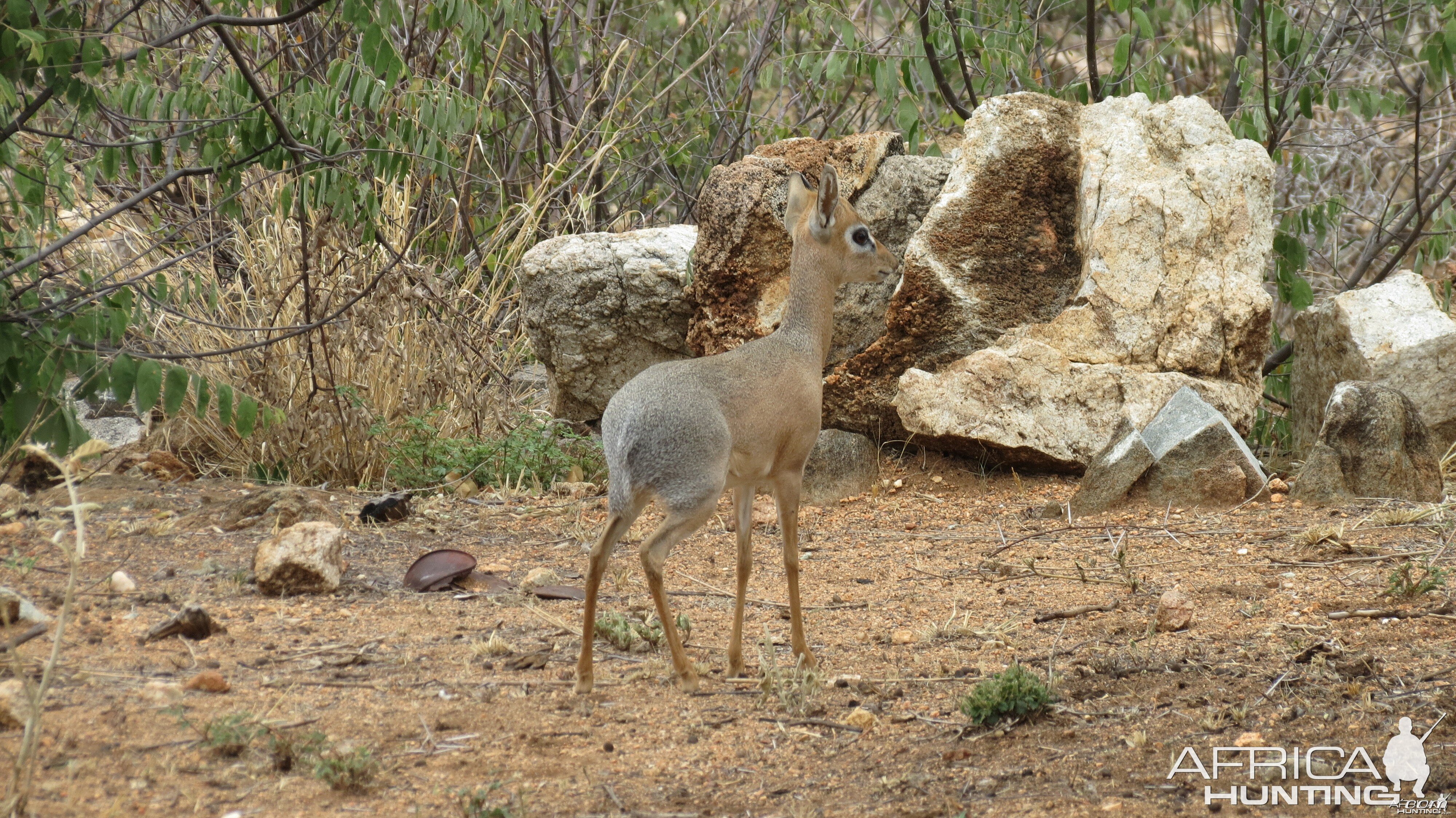 Damara Dik-Dik Namibia