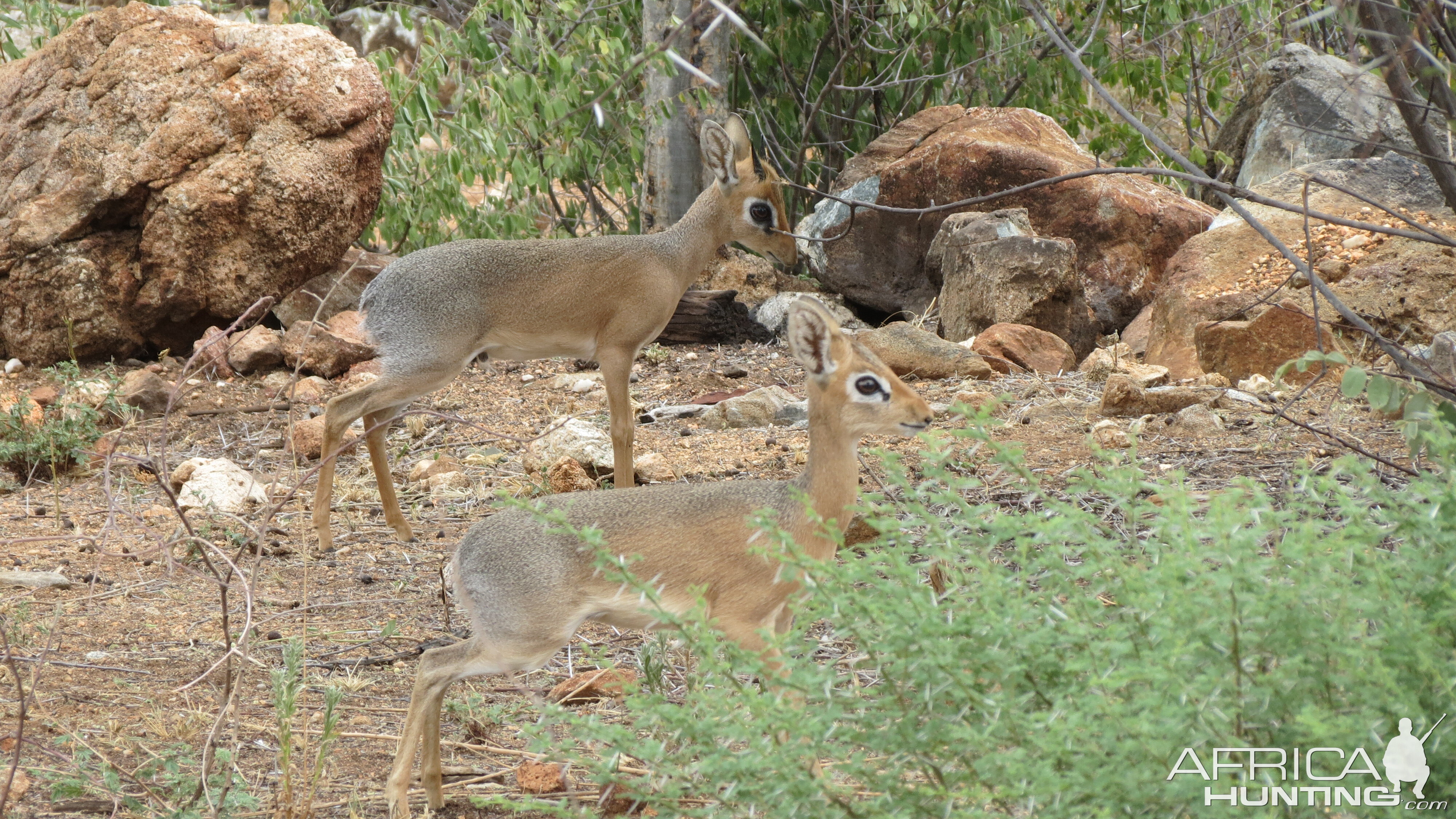 Damara Dik-Dik Namibia