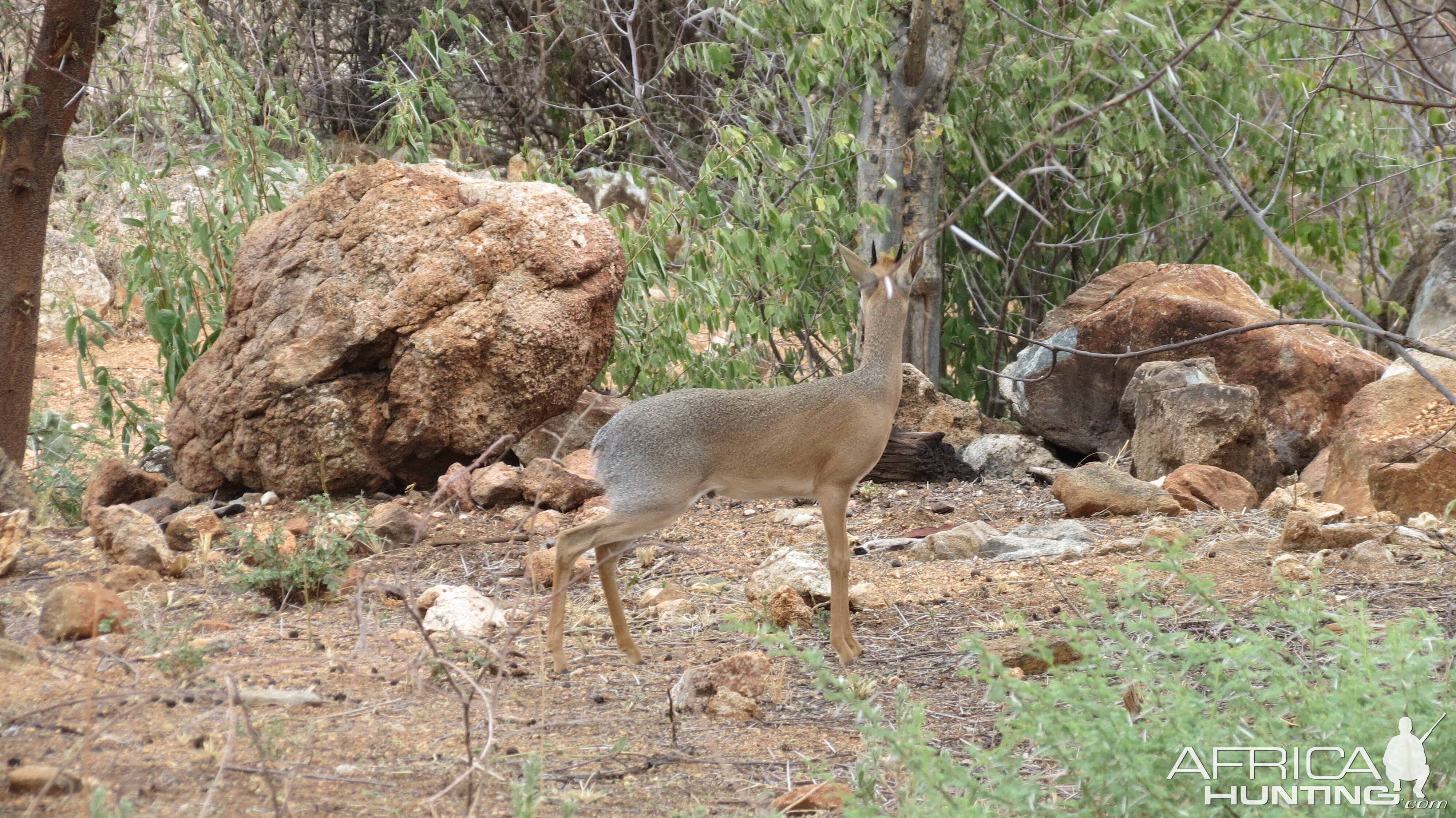 Damara Dik-Dik Namibia