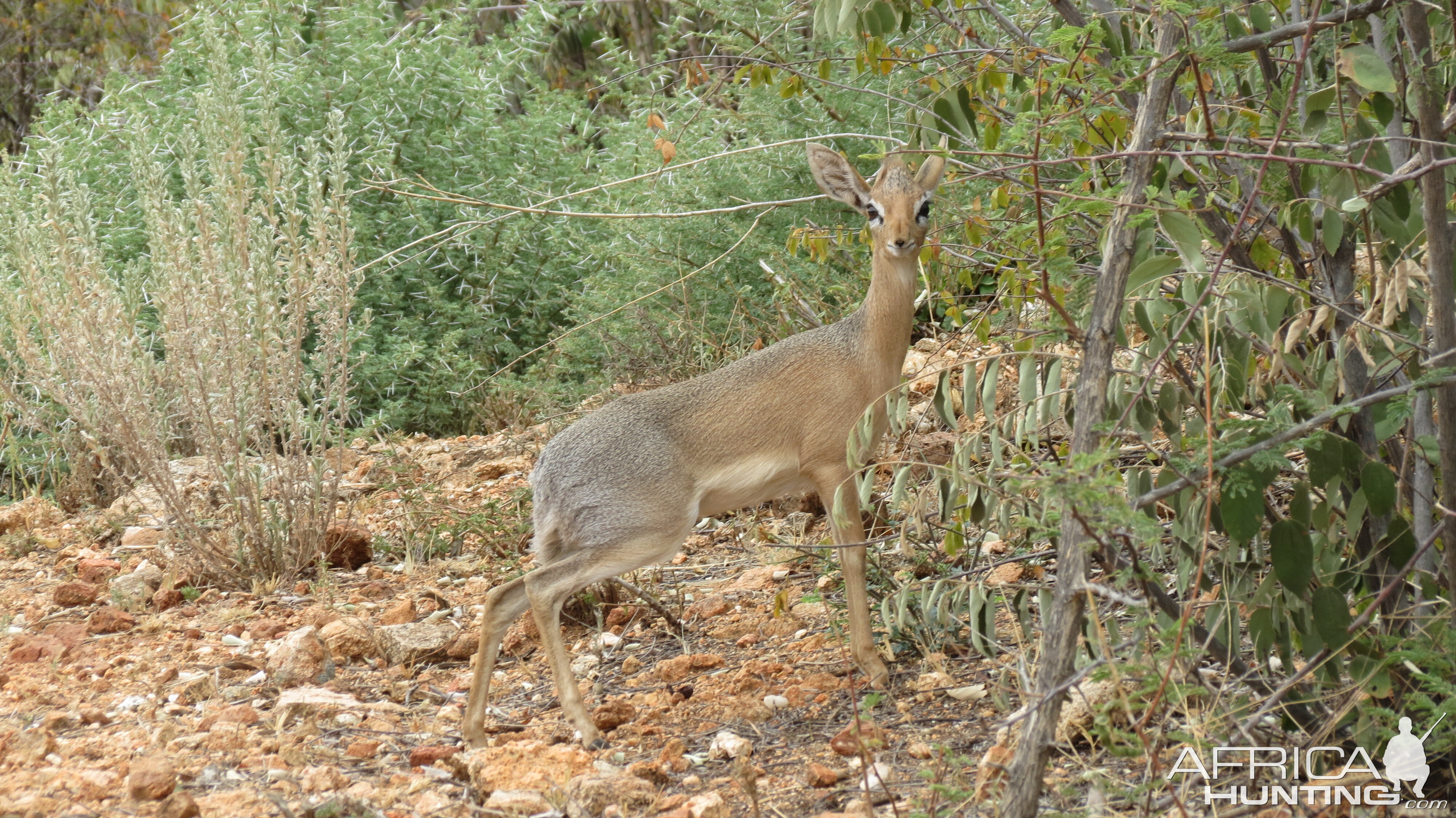 Damara Dik-Dik Namibia