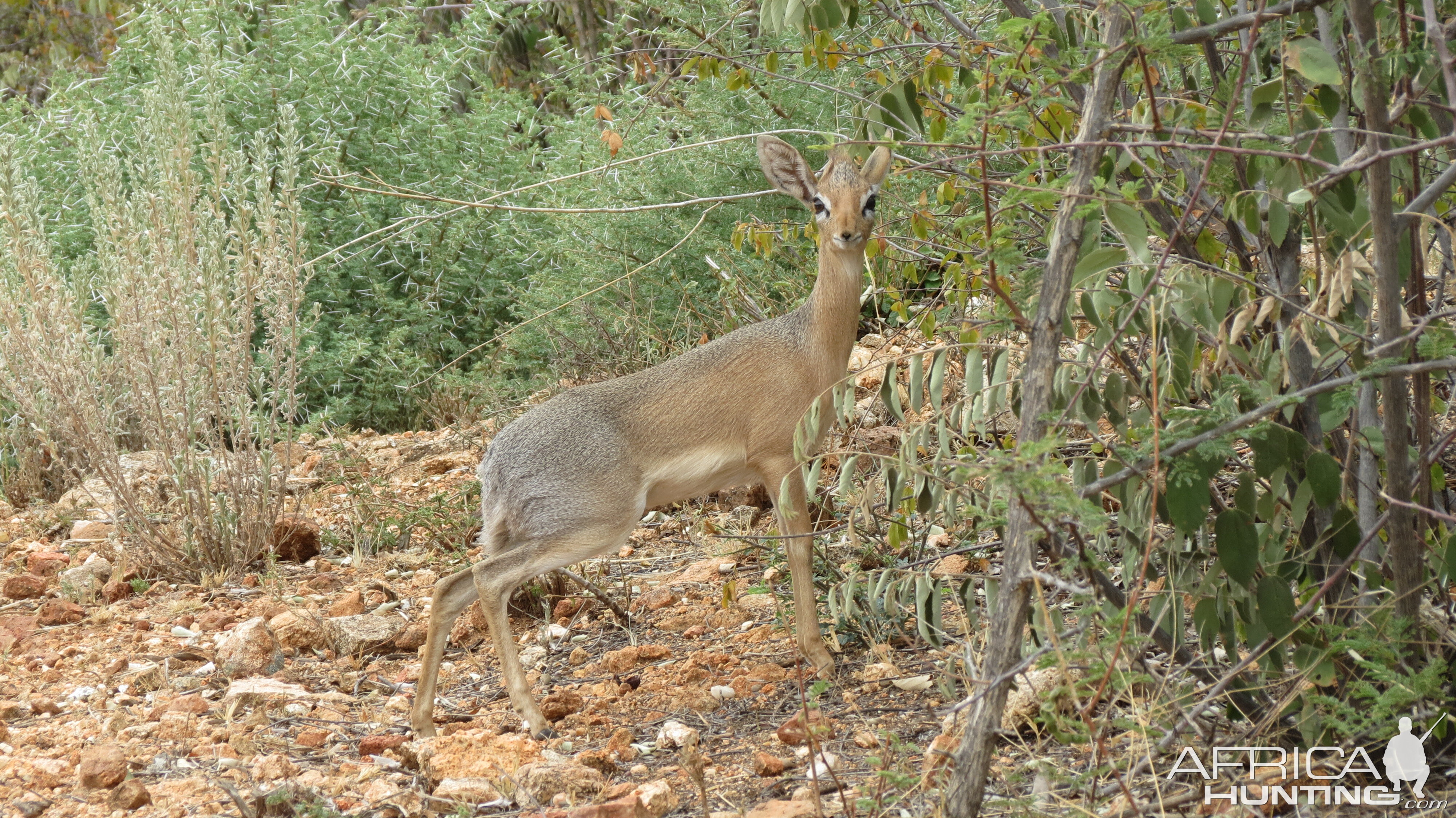 Damara Dik-Dik Namibia