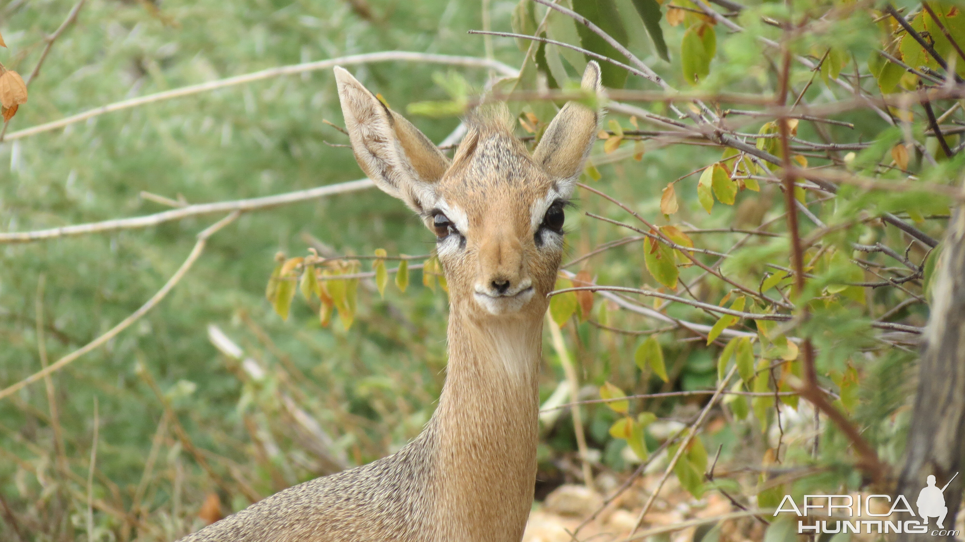 Damara Dik-Dik Namibia