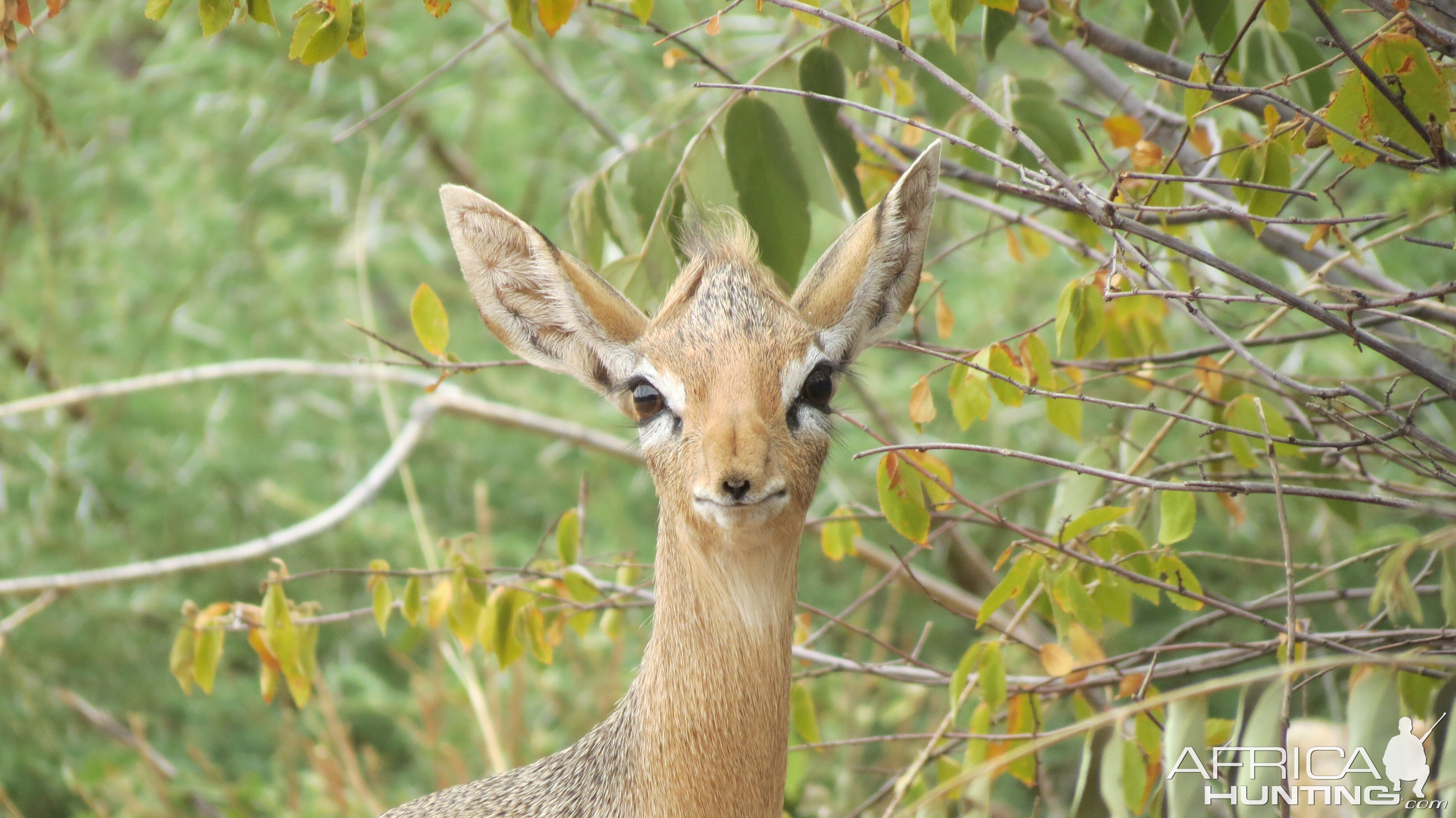 Damara Dik-Dik Namibia