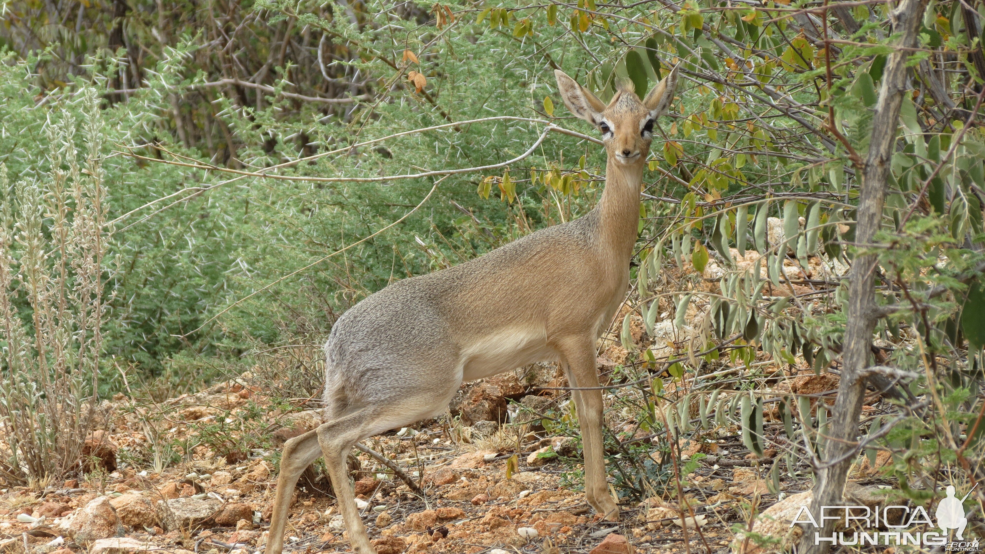 Damara Dik-Dik Namibia