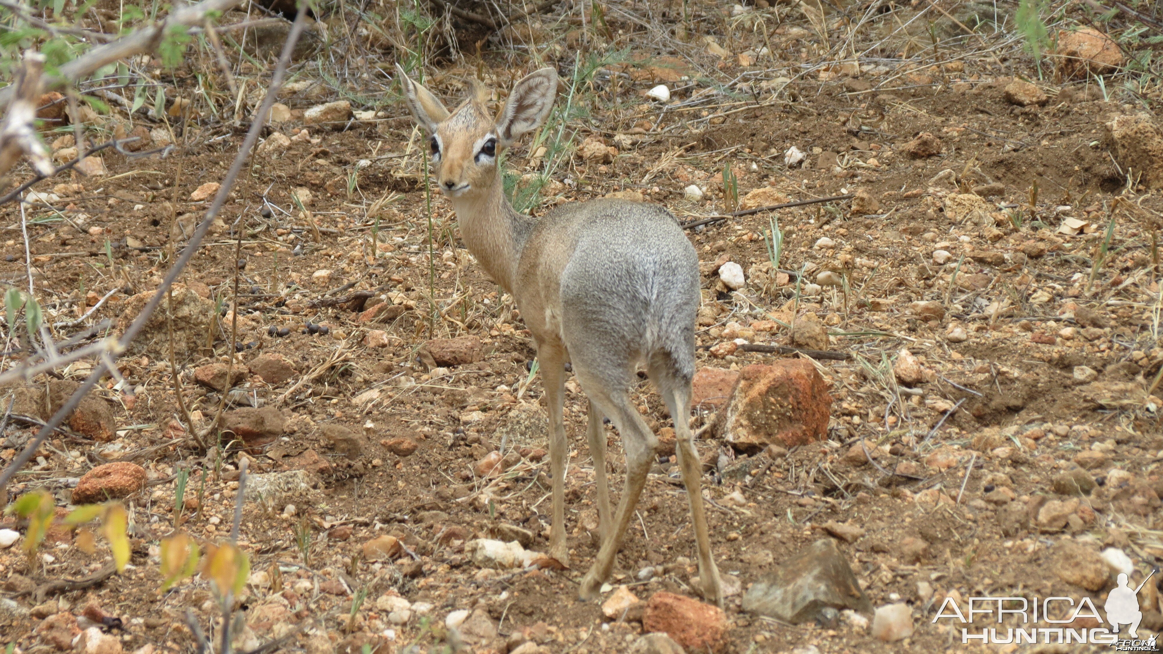 Damara Dik-Dik Namibia