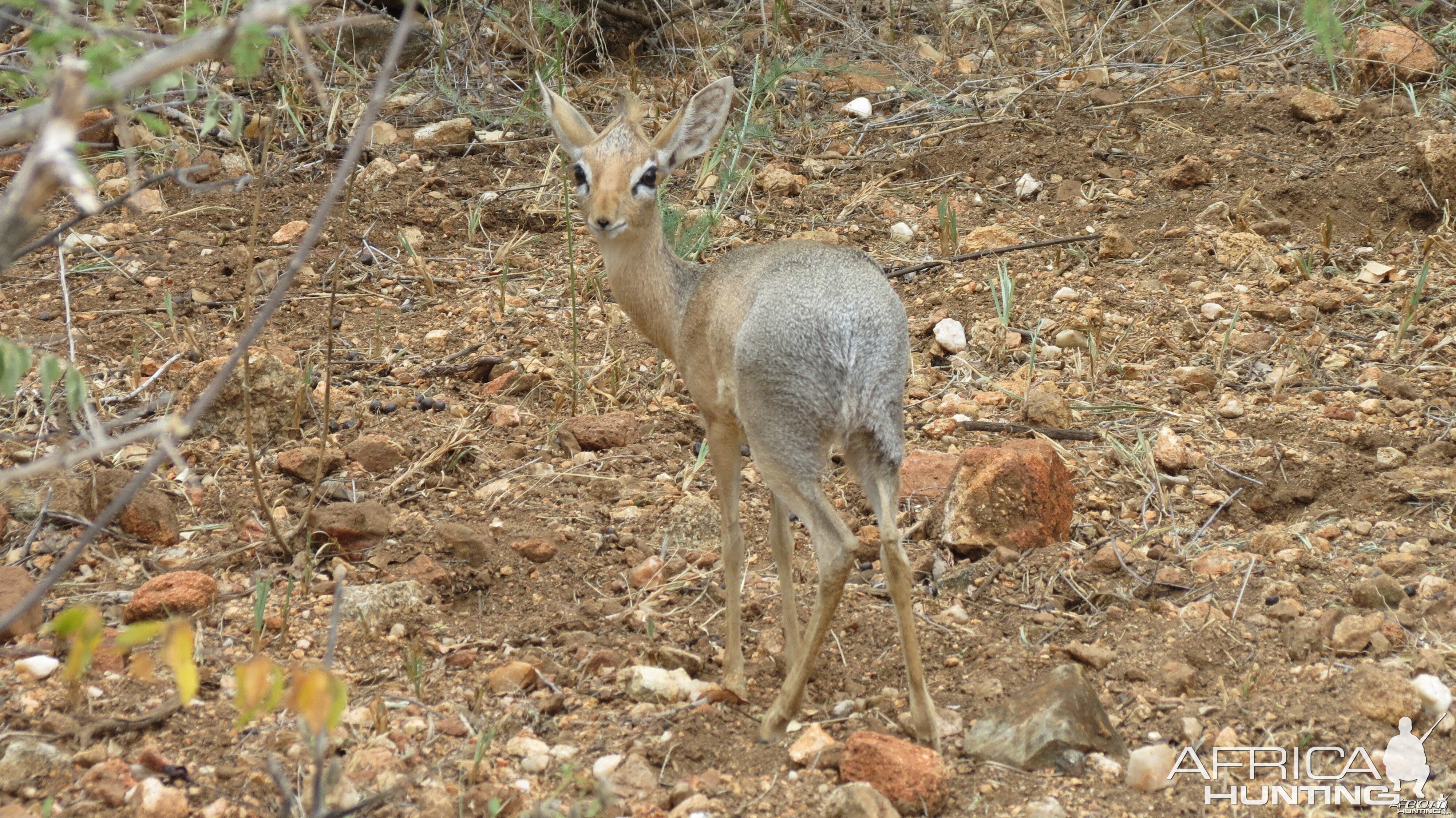 Damara Dik-Dik Namibia