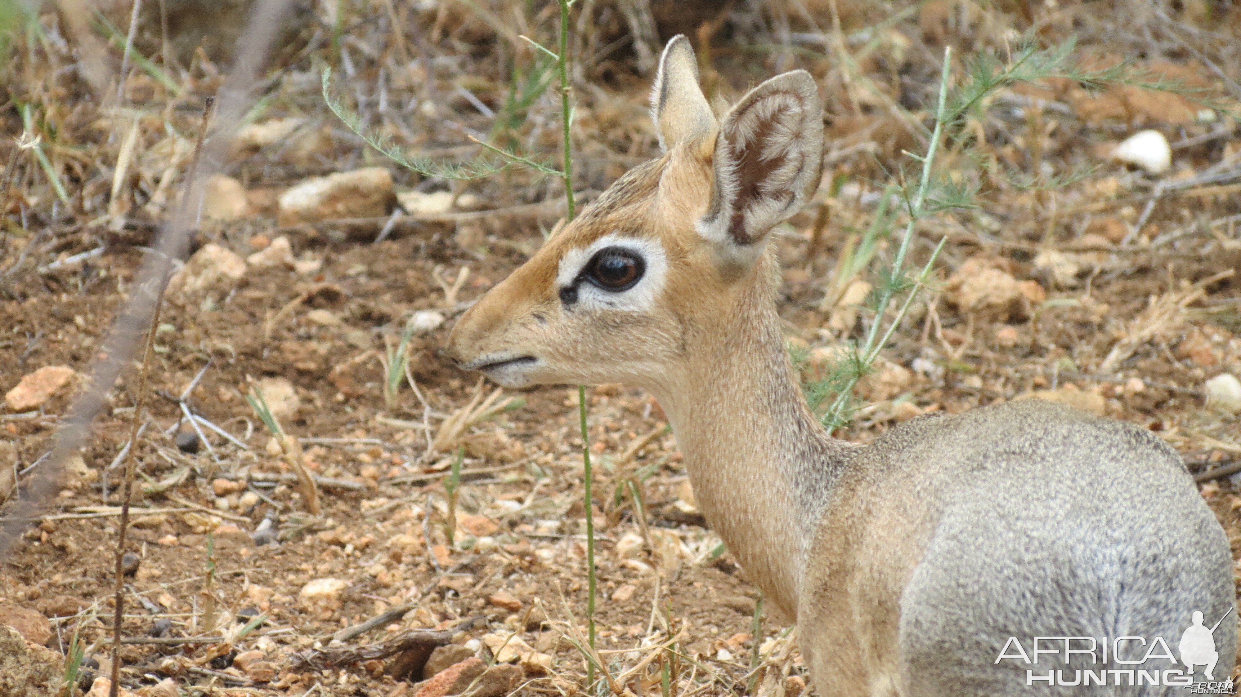 Damara Dik-Dik Namibia