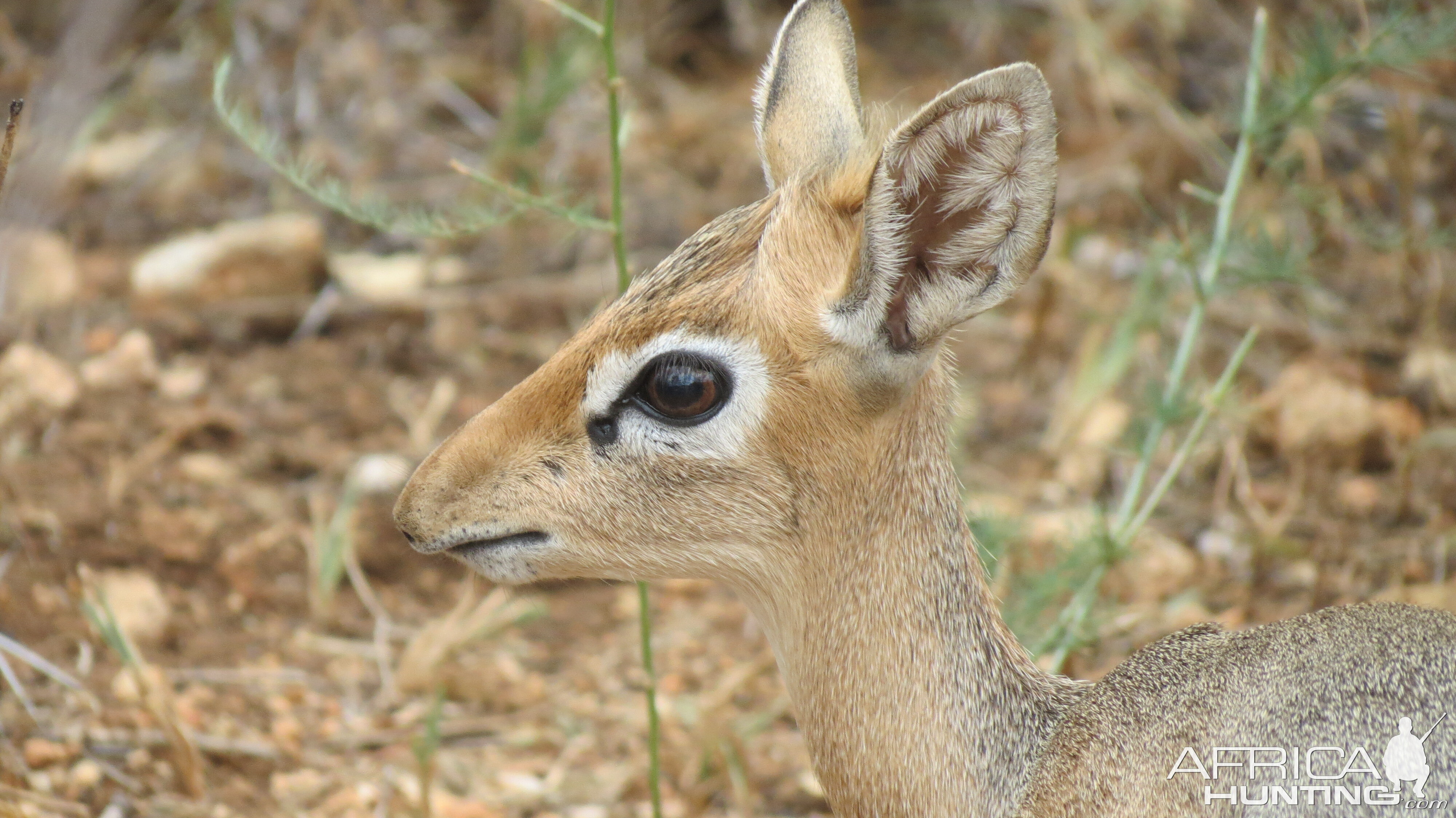 Damara Dik-Dik Namibia