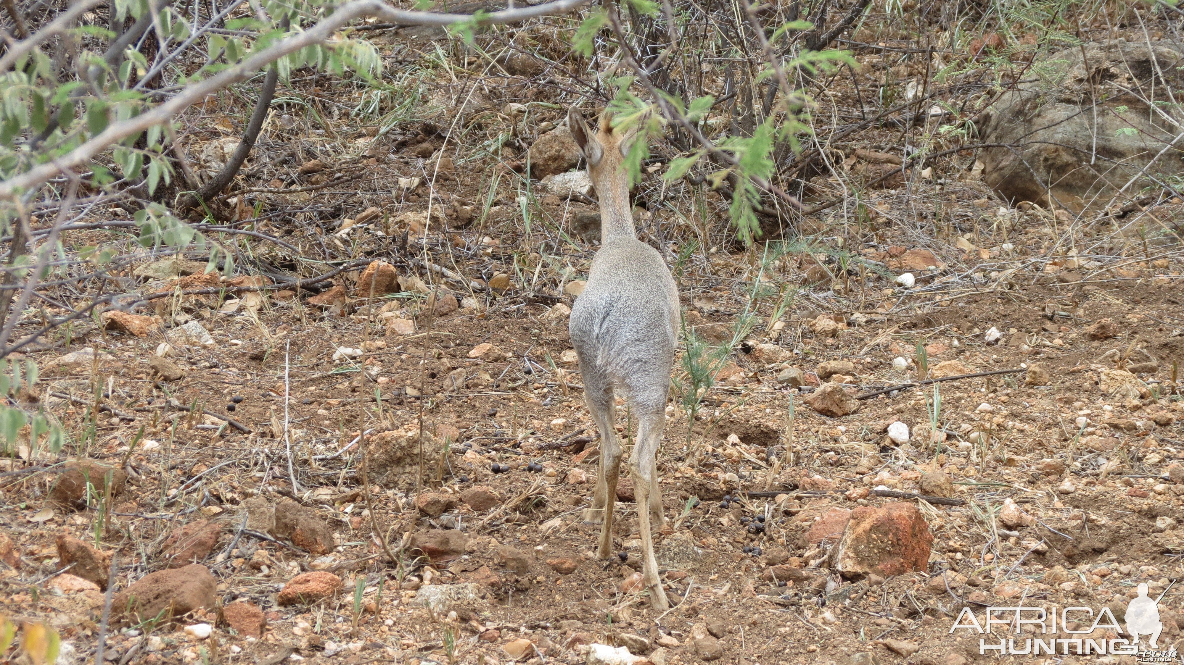 Damara Dik-Dik Namibia