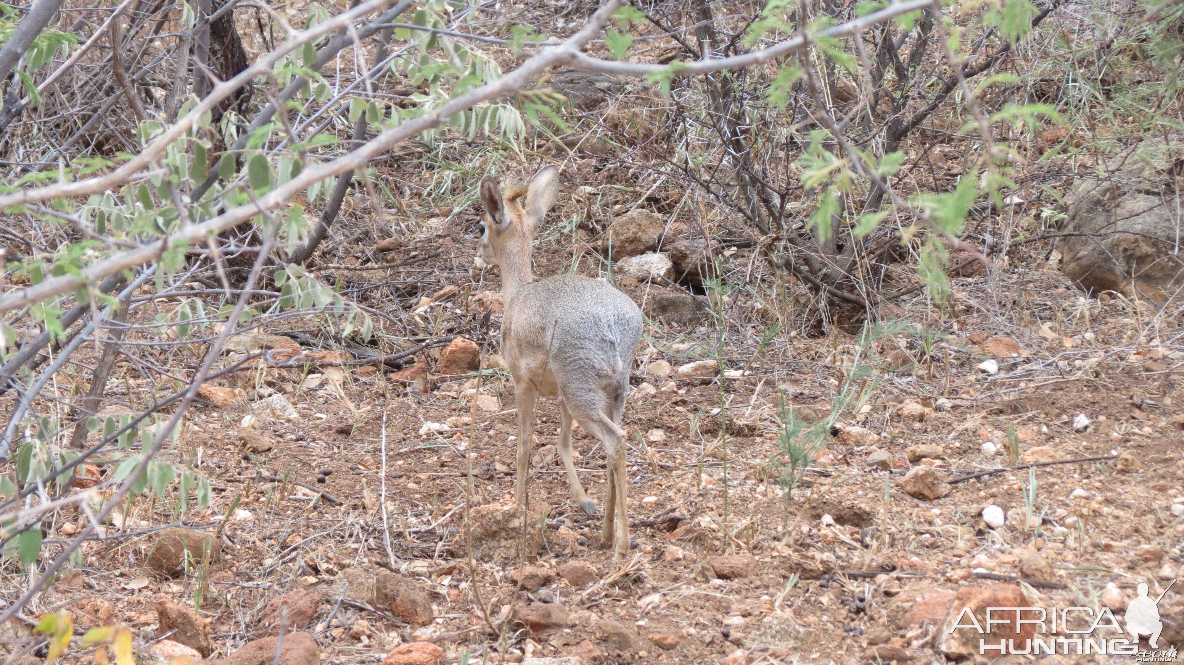 Damara Dik-Dik Namibia