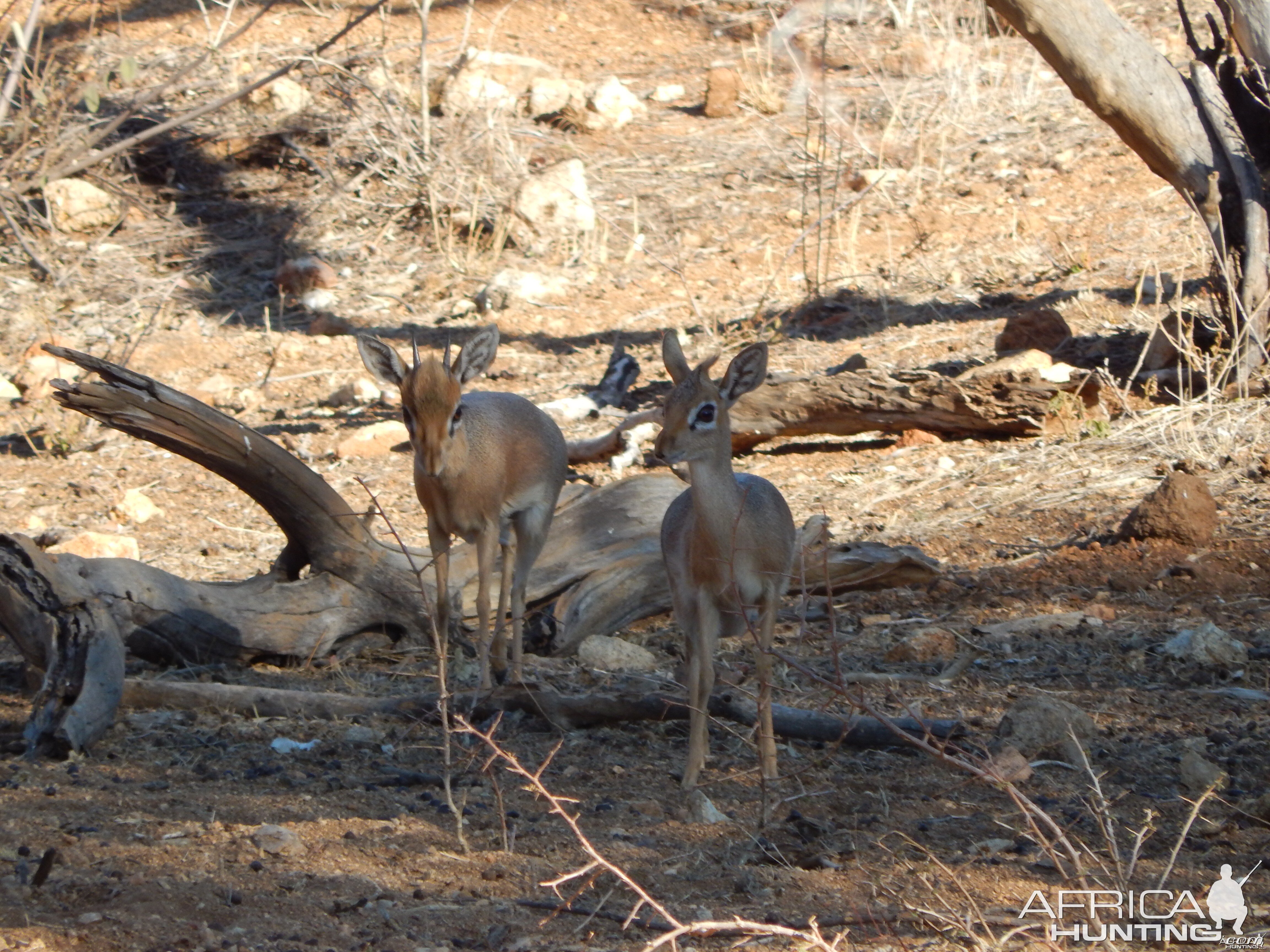 Damara Dik-Dik Namibia