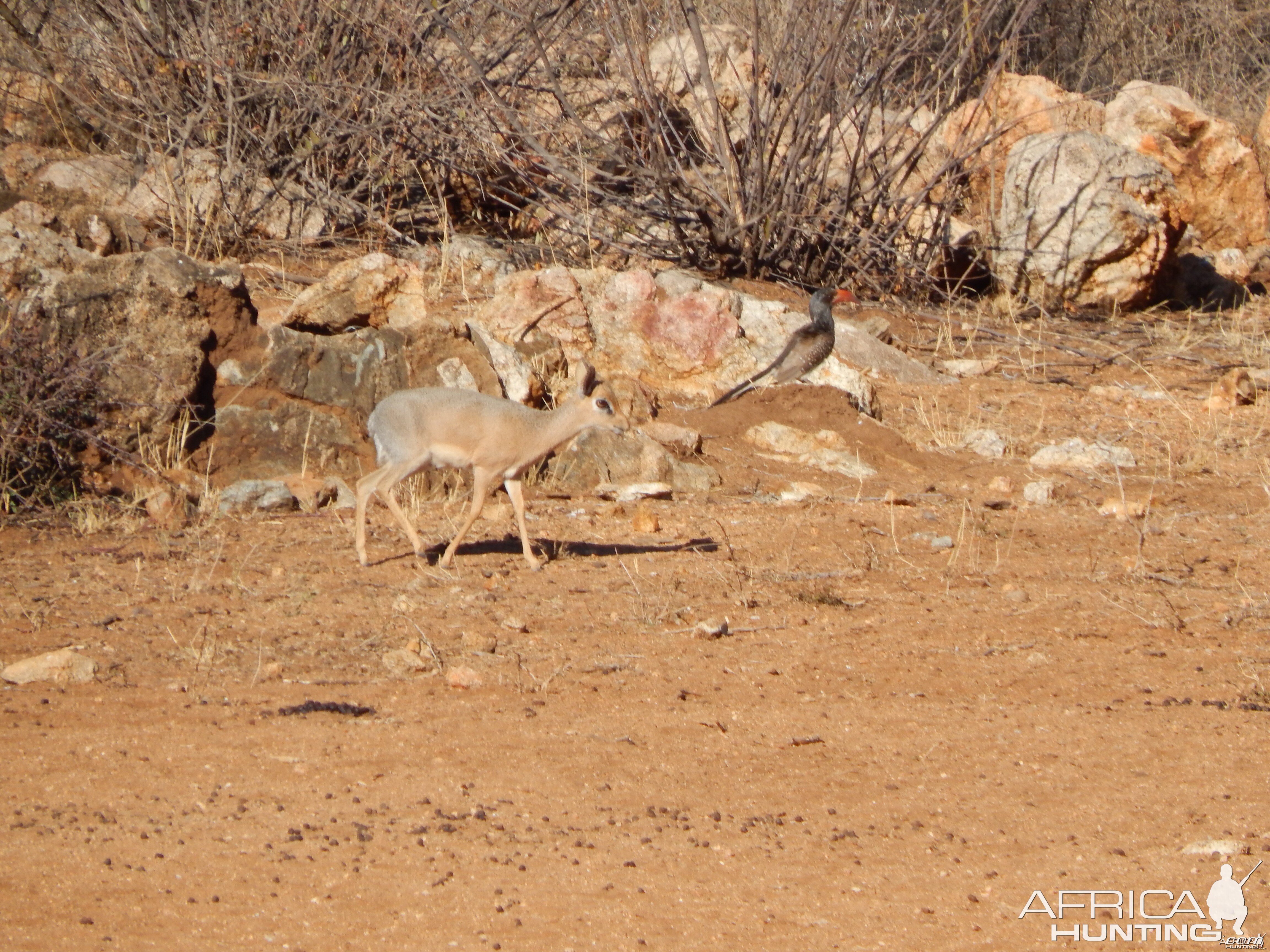 Damara Dik-Dik Namibia