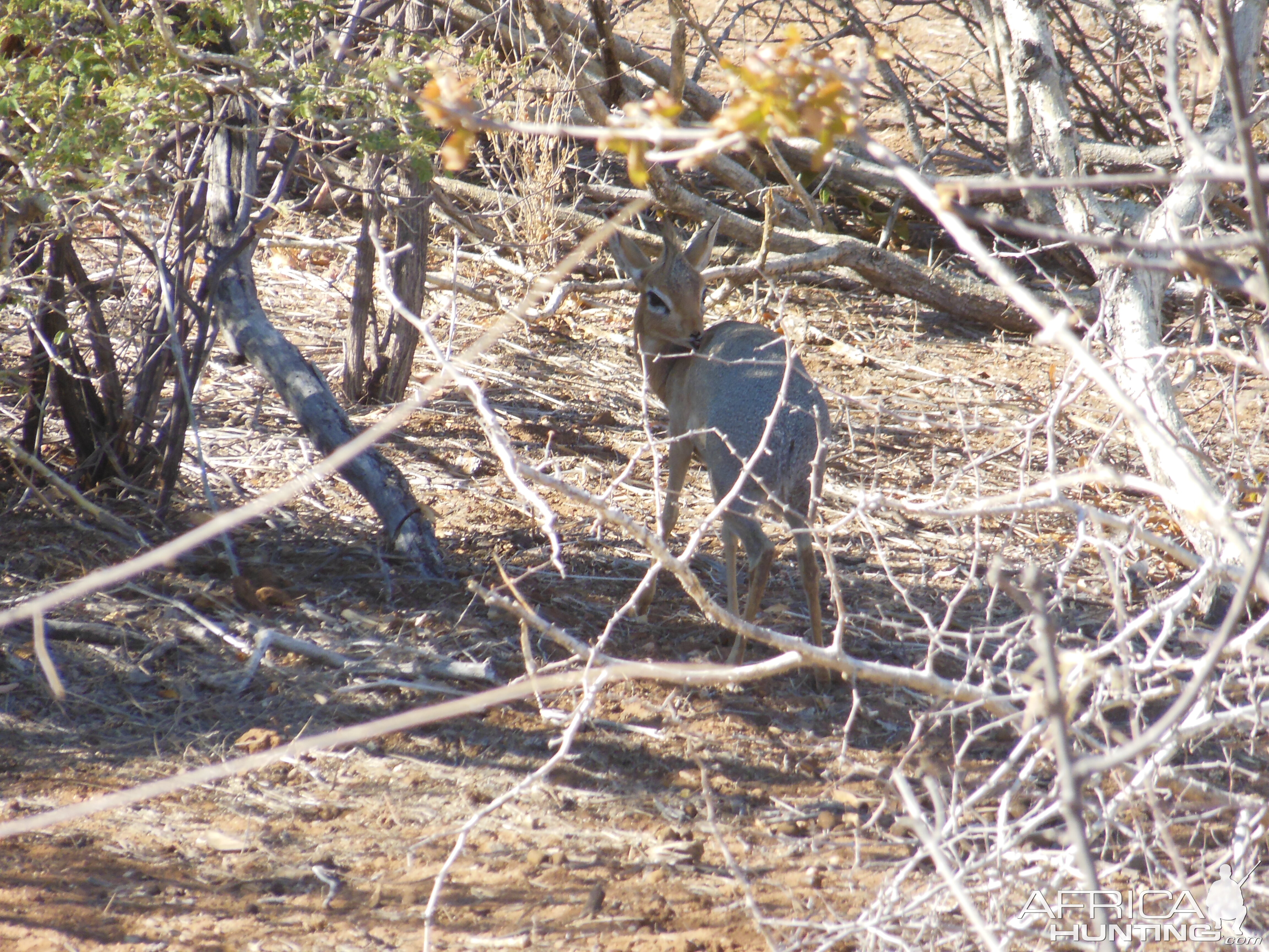 Damara Dik-Dik Namibia